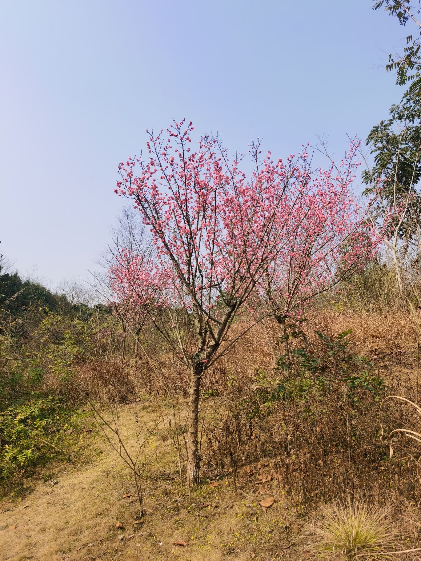 资阳湿地公园旅行图片 2