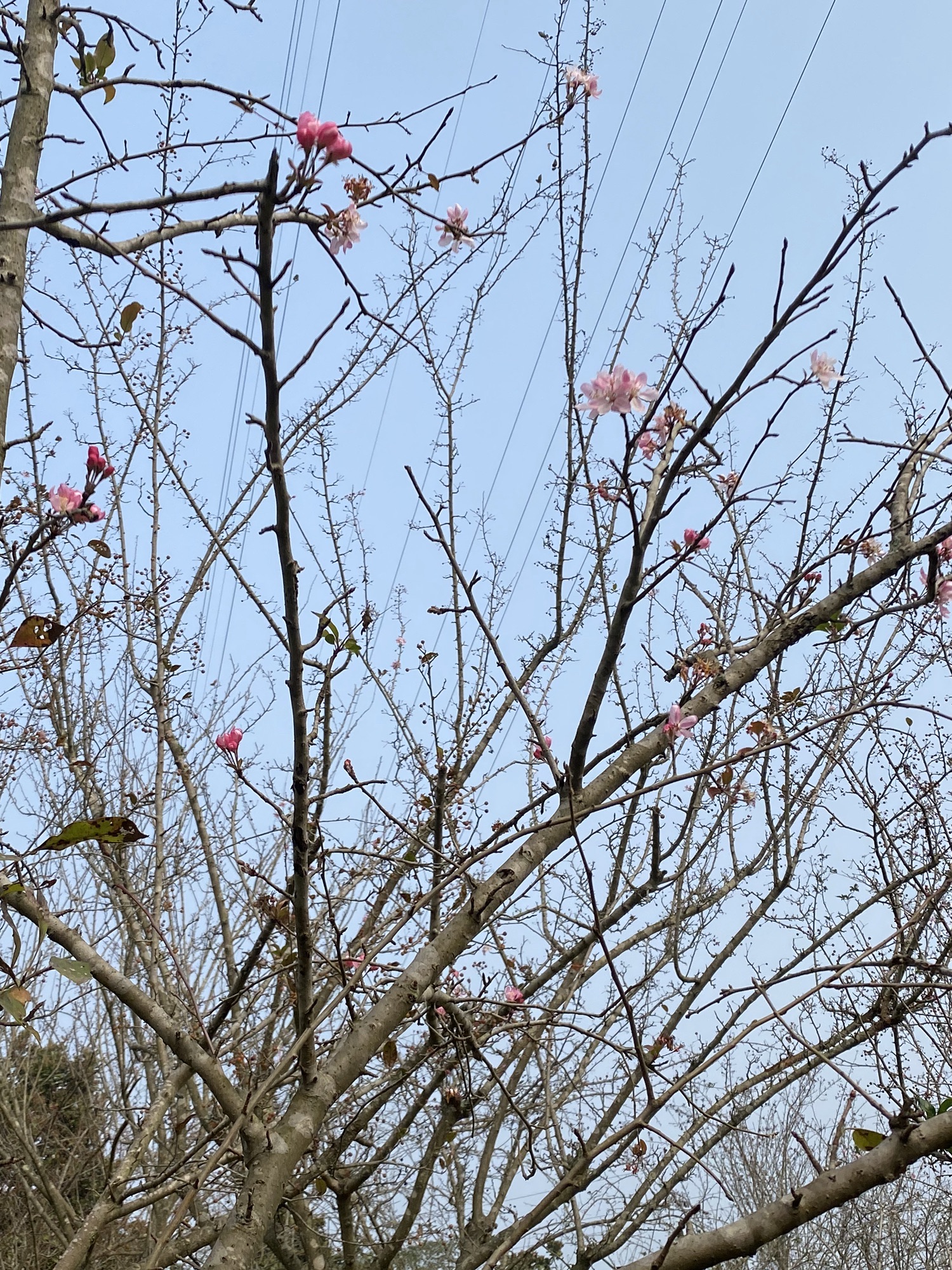资阳湿地公园旅行图片 2