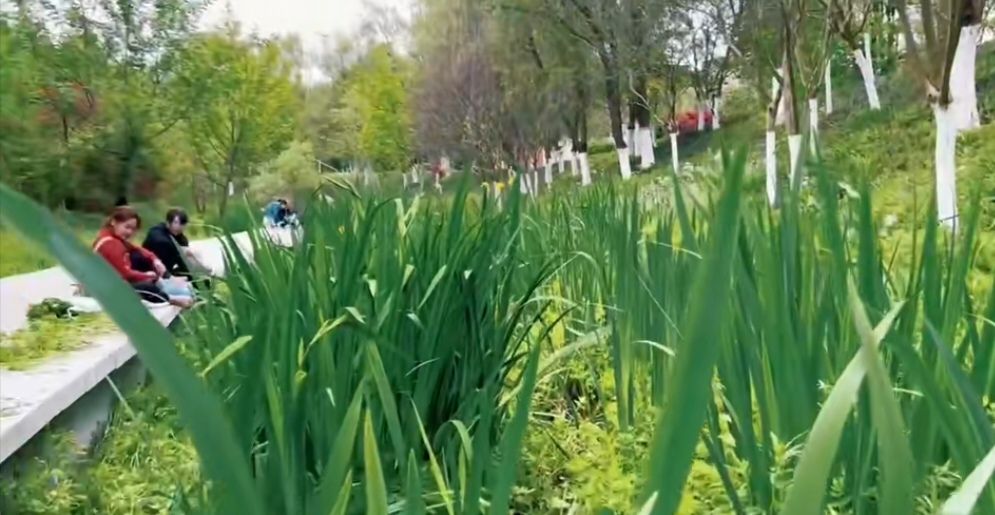 资阳湿地公园旅行图片 2