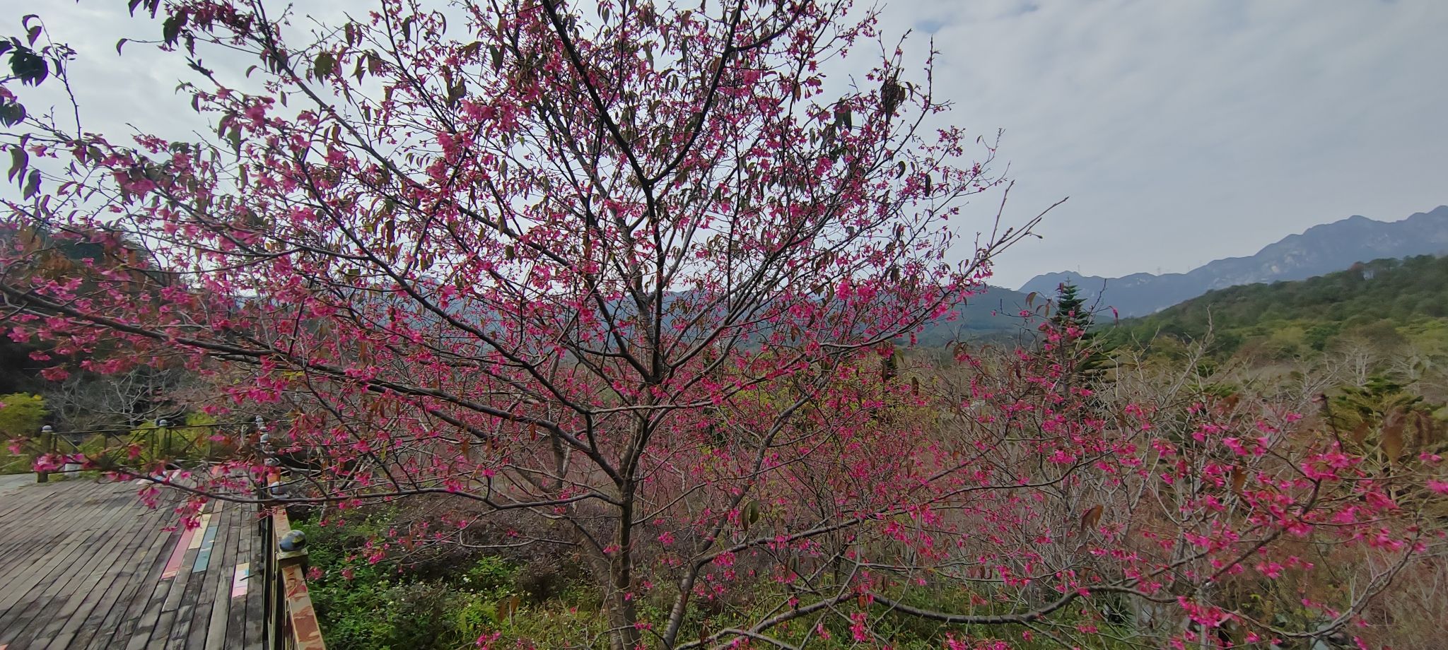 田野绿世界(暂停开放)旅行图片 3