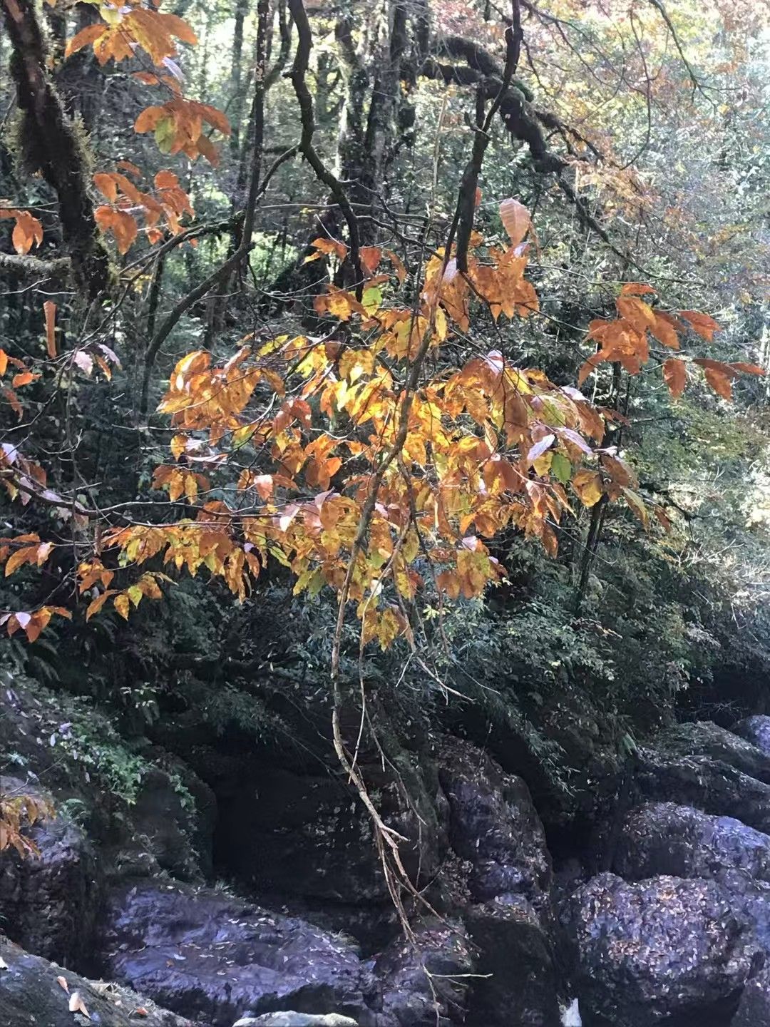 龙苍沟国家森林公园旅行图片 1