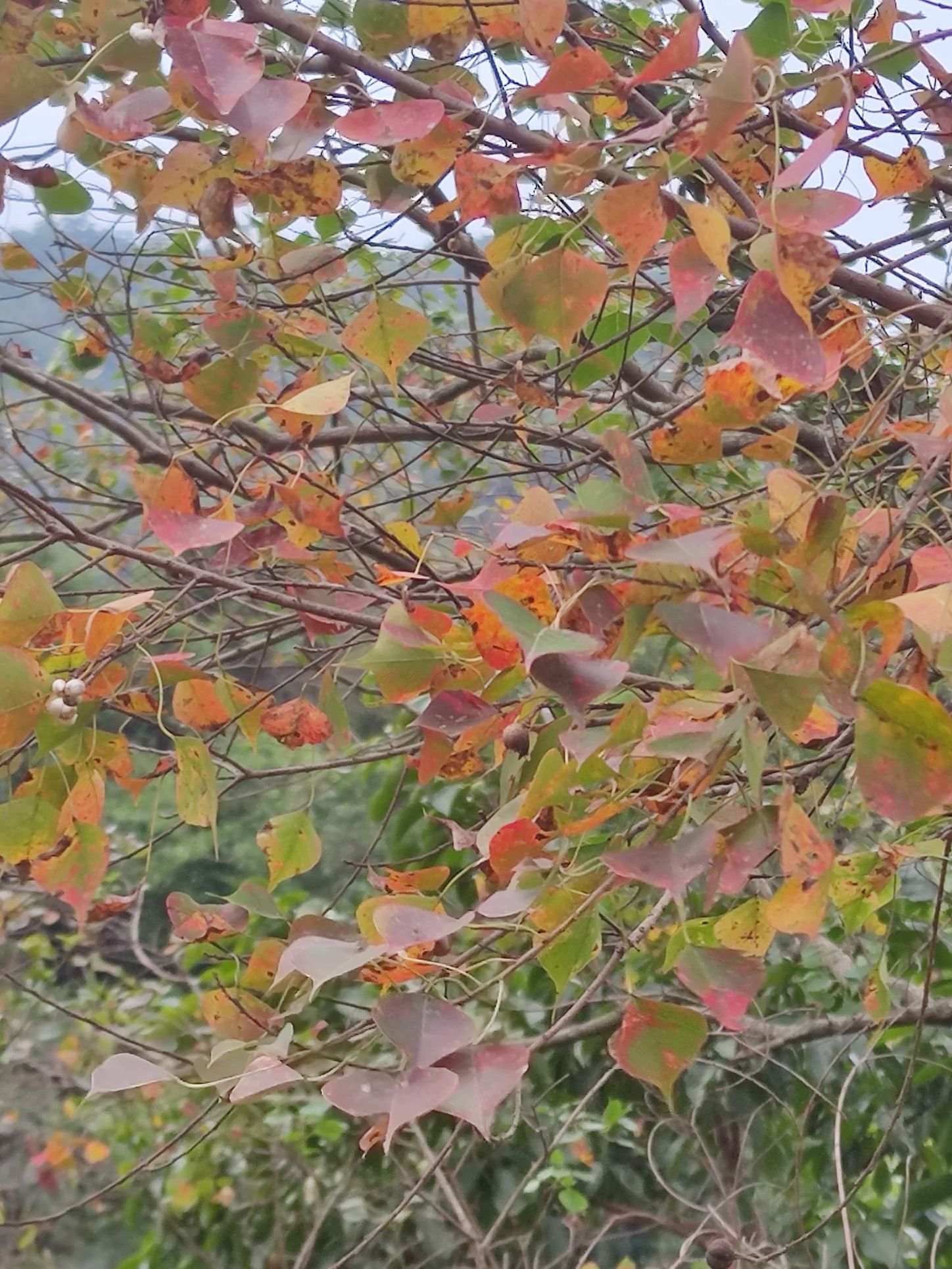 造水村流枫溪旅行图片 1