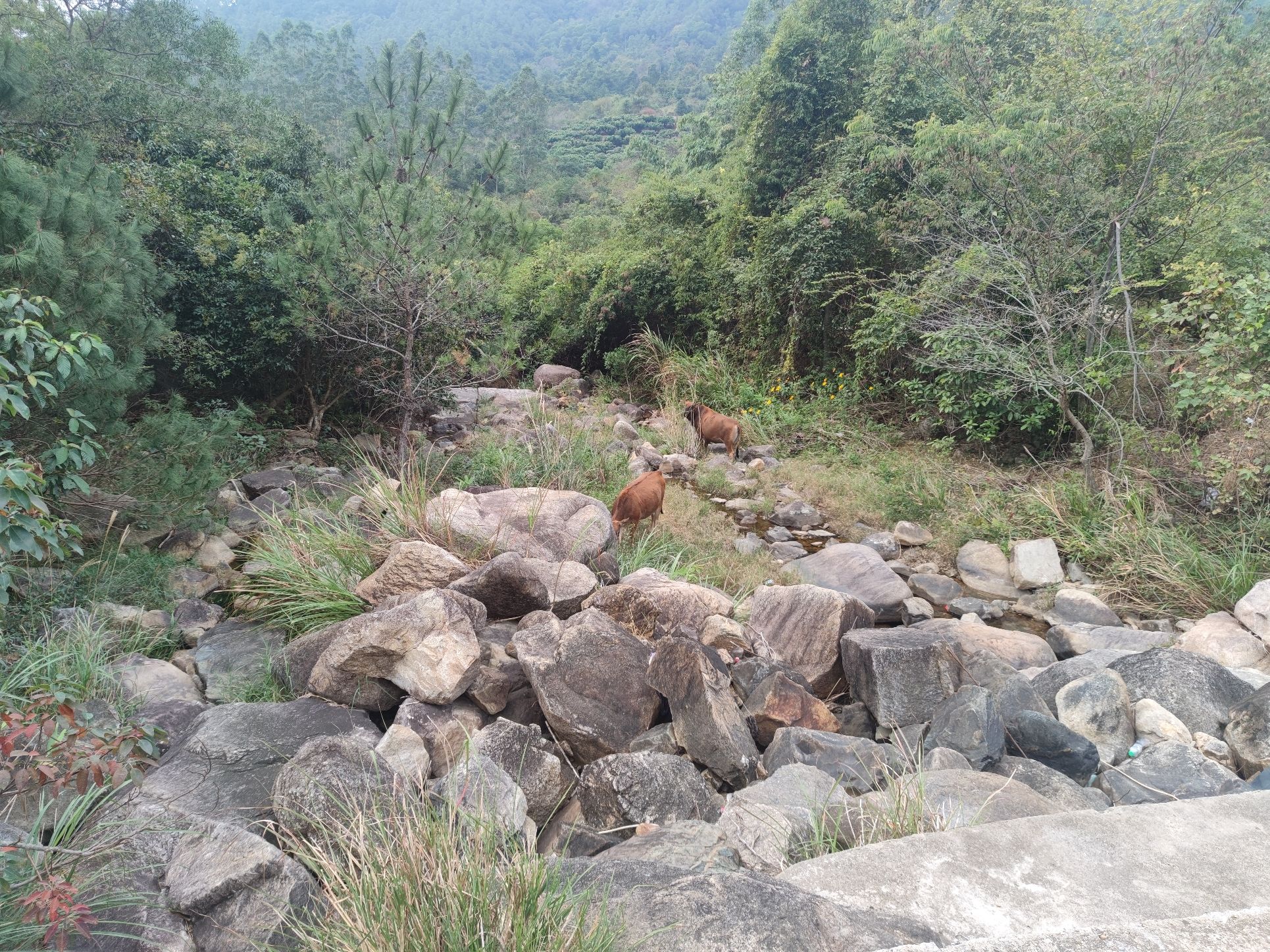 造水村流枫溪旅行图片 3