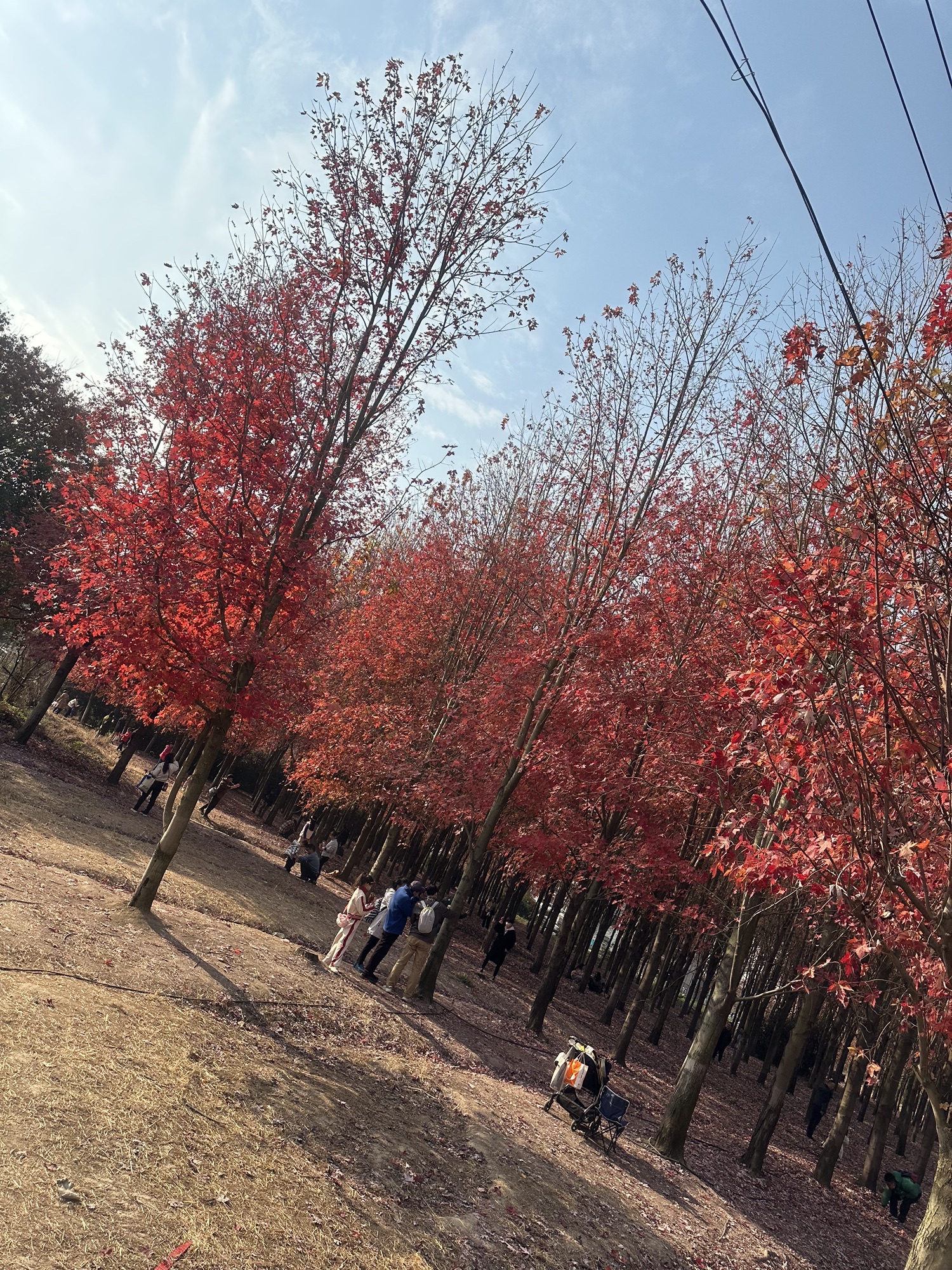 枫叶岛旅行图片 3
