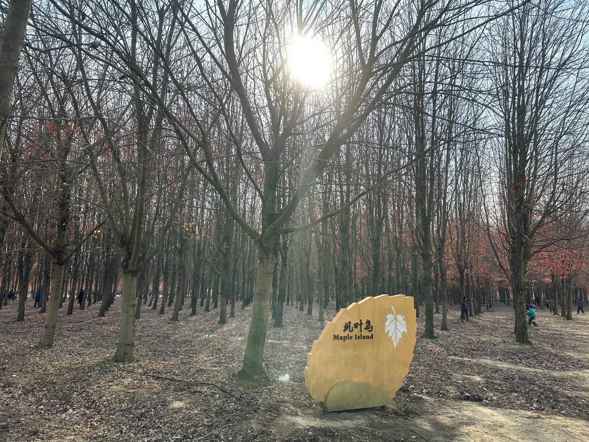 枫叶岛旅行图片 1
