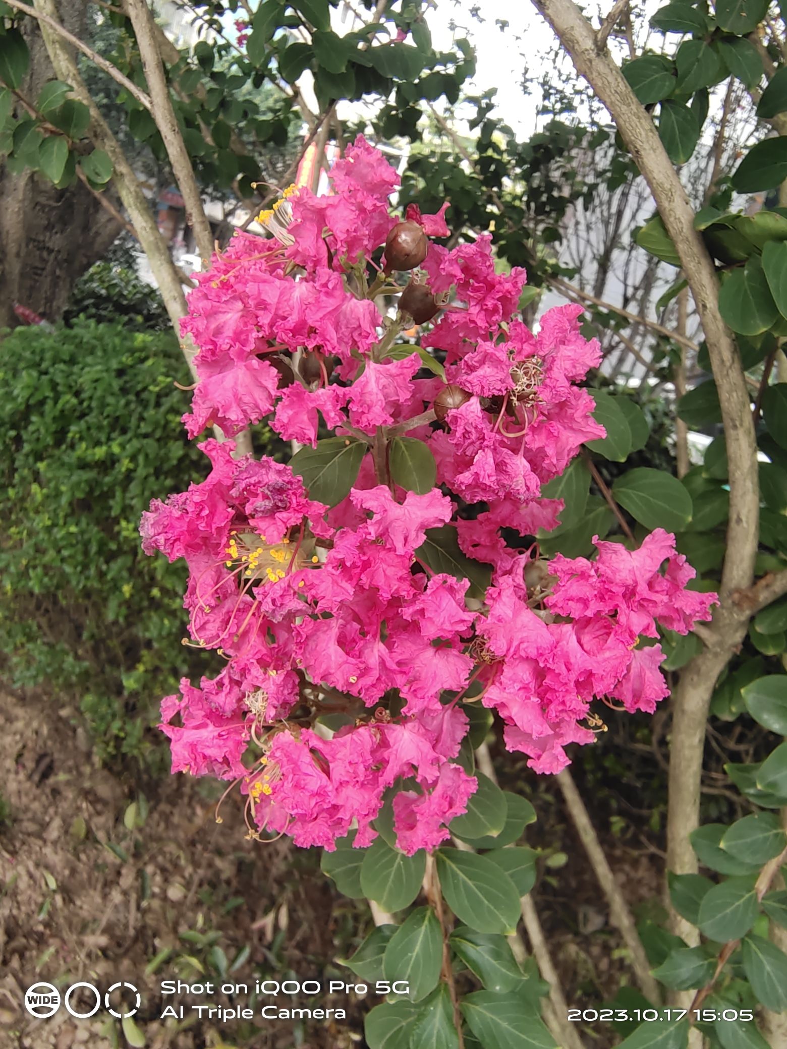 蓬安县相如广场旅行图片 3