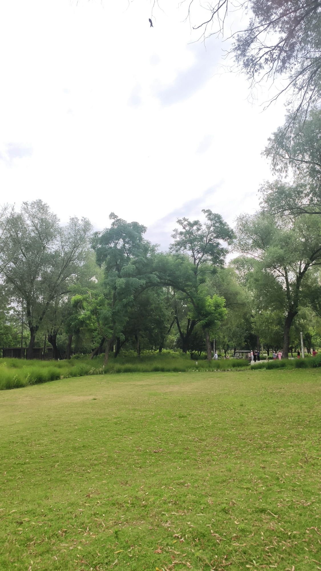 古树苑旅行图片 2