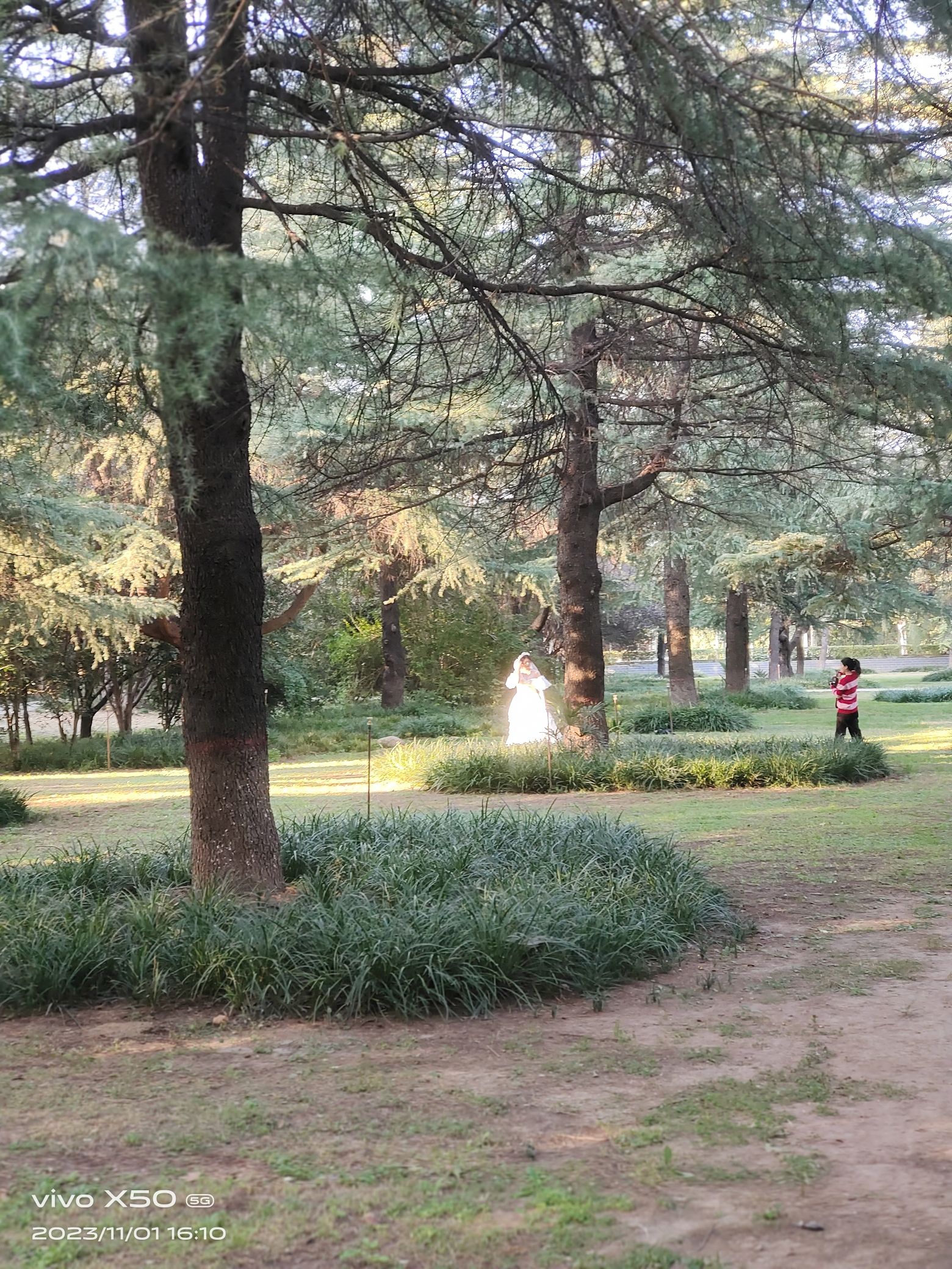 古树苑旅行图片 2