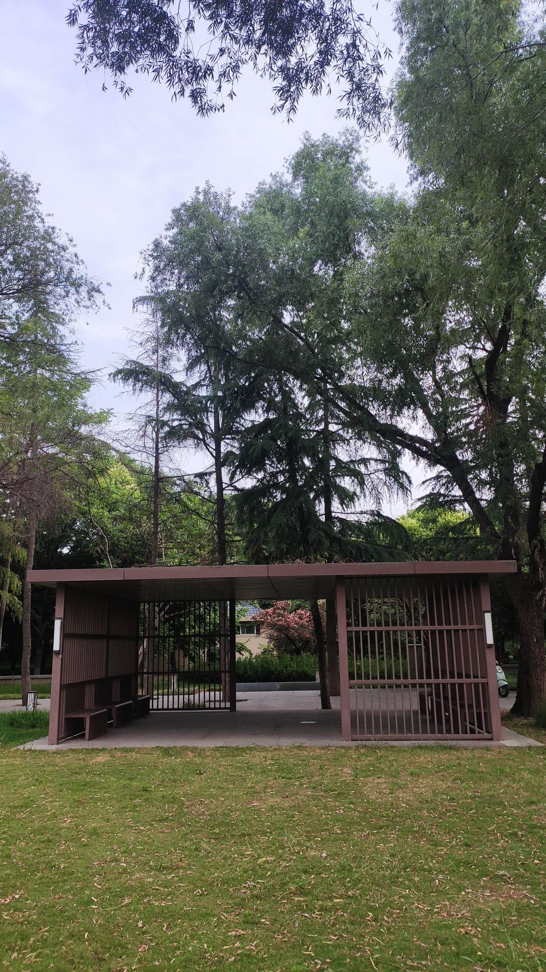 古树苑旅行图片 3