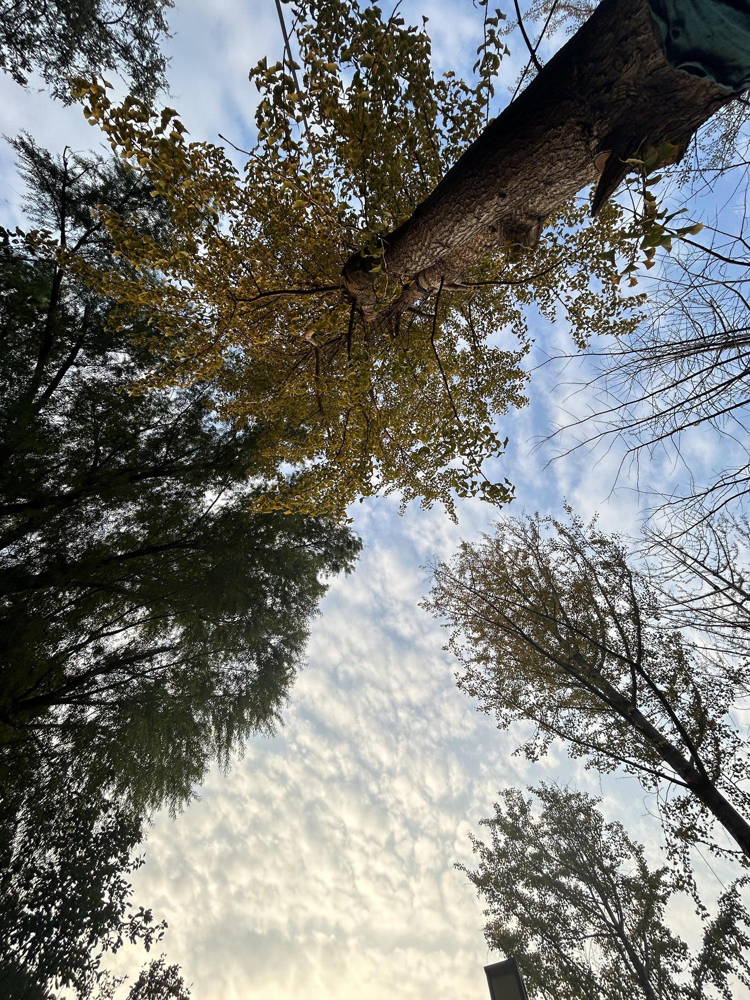 古树苑旅行图片 2