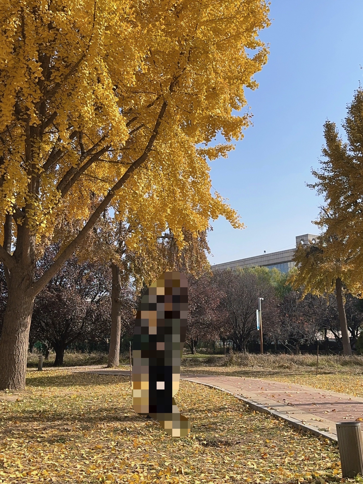 古树苑旅行图片 3
