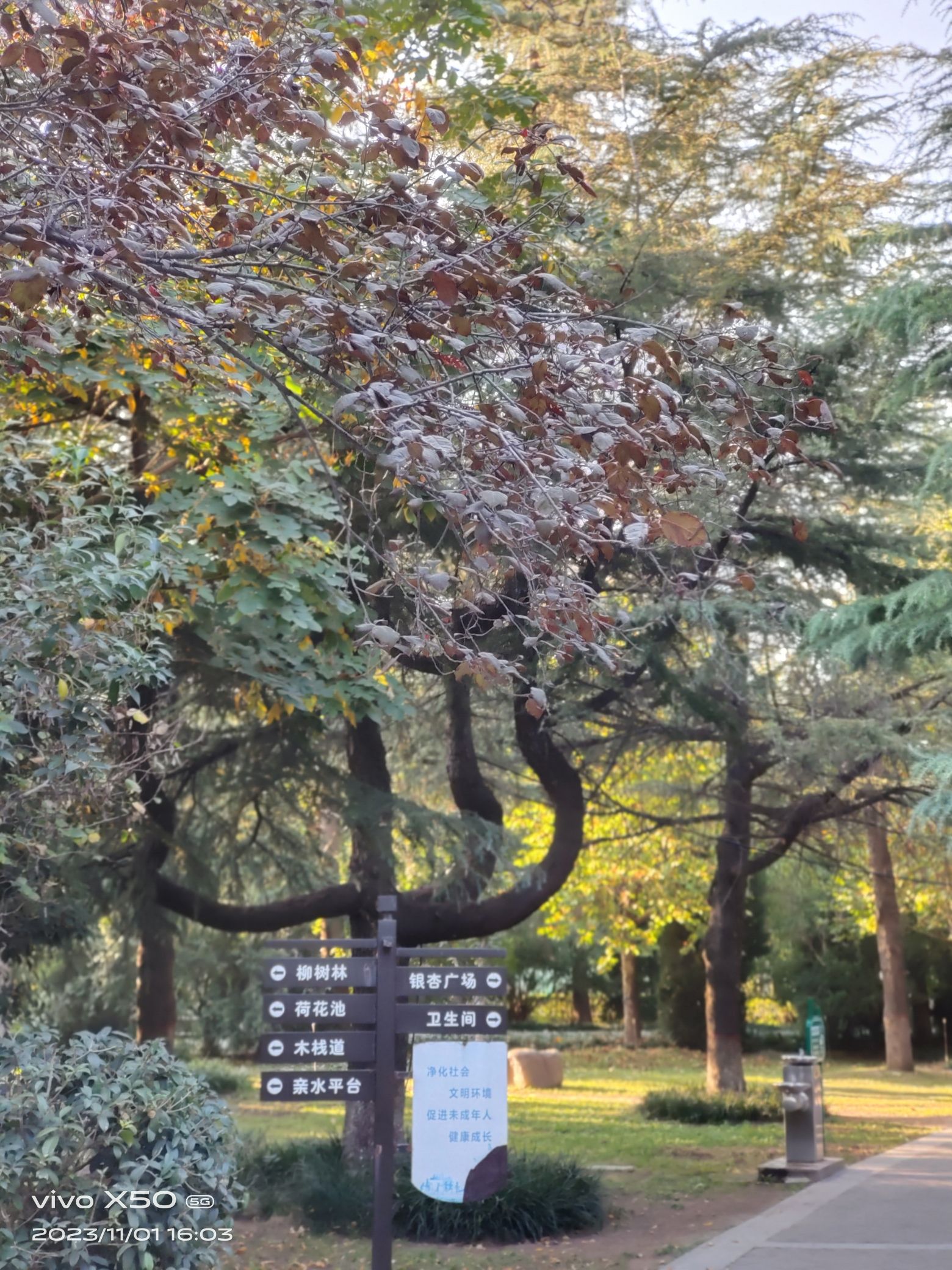 古树苑旅行图片 3