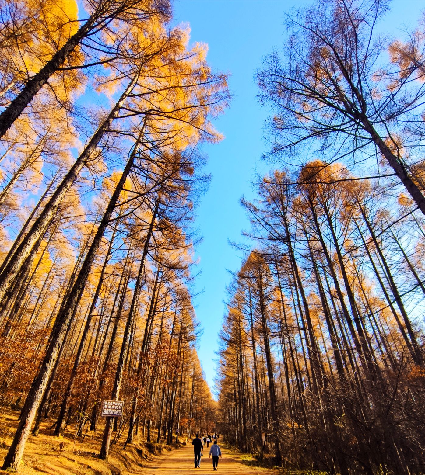 牡丹峰国家森林公园旅行图片 3