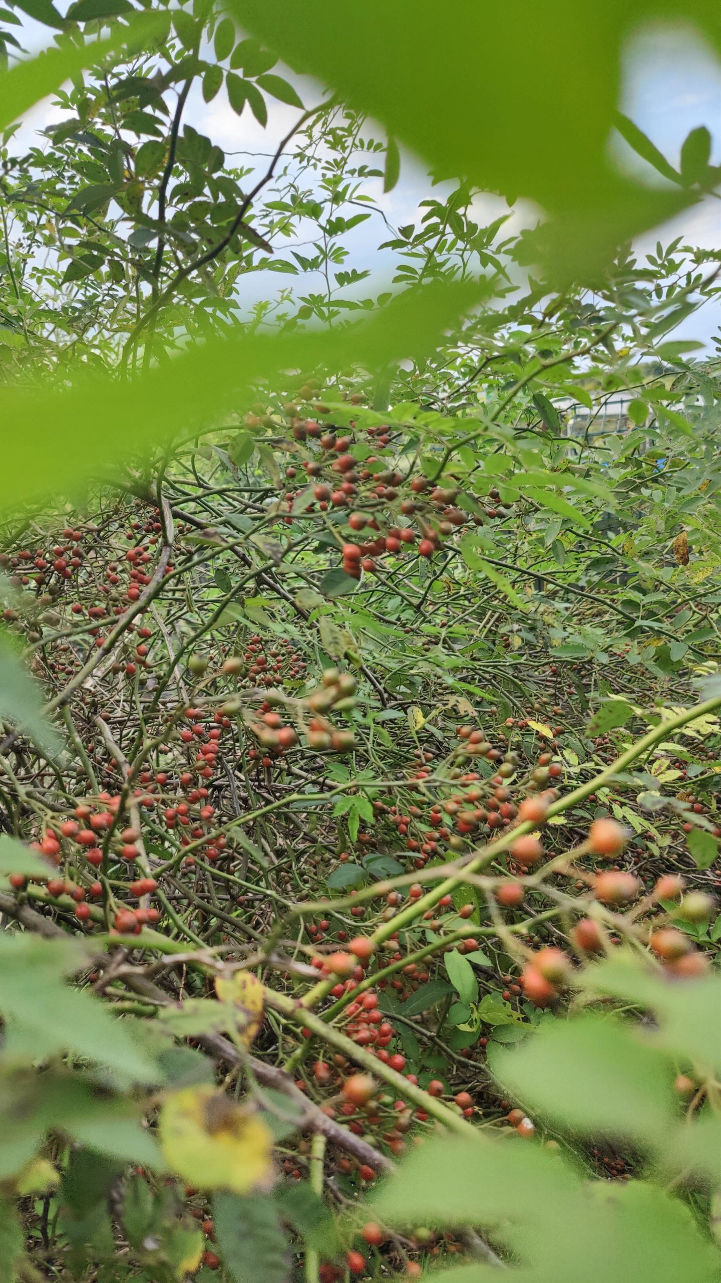 株洲奥林匹克公园旅行图片 3