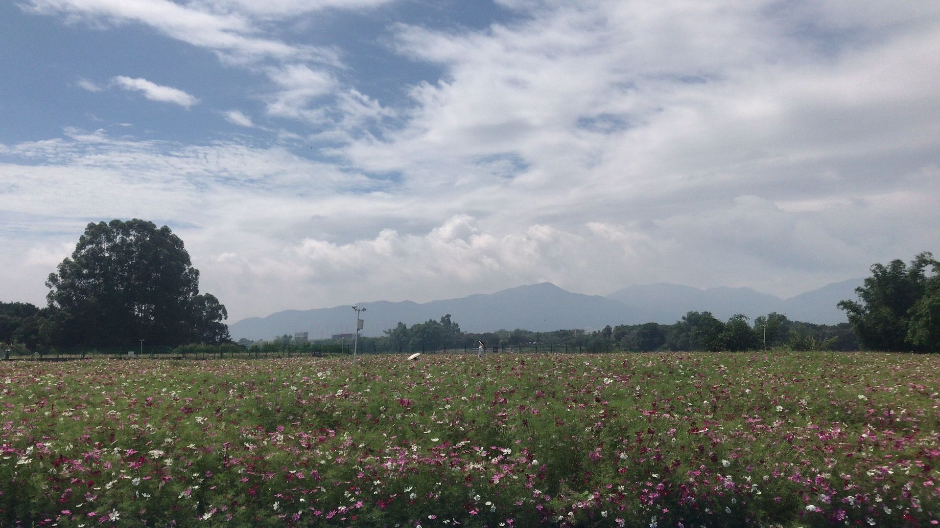 西溪亲水公园旅行图片 2