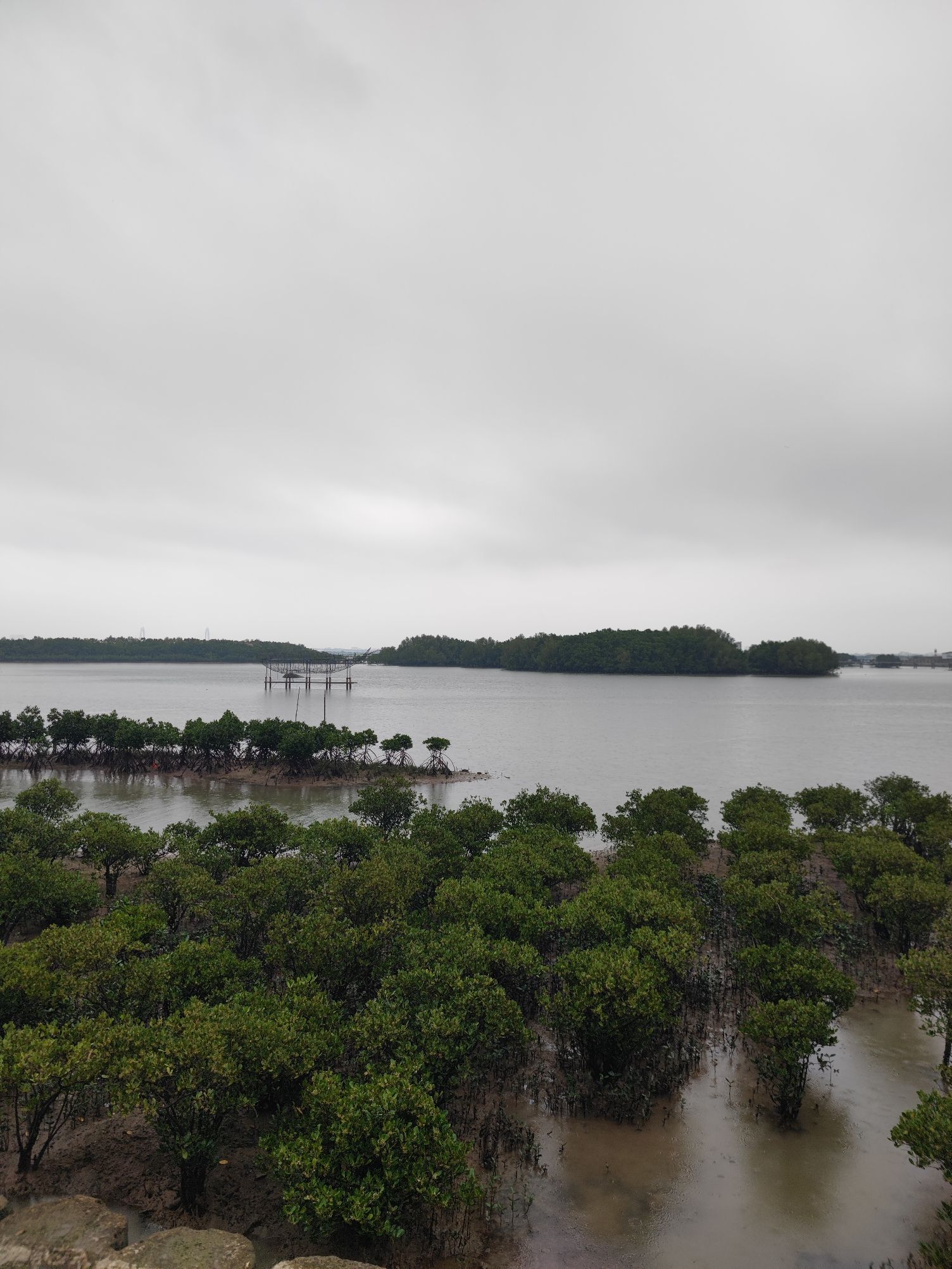万亩红树林景区旅行图片 2