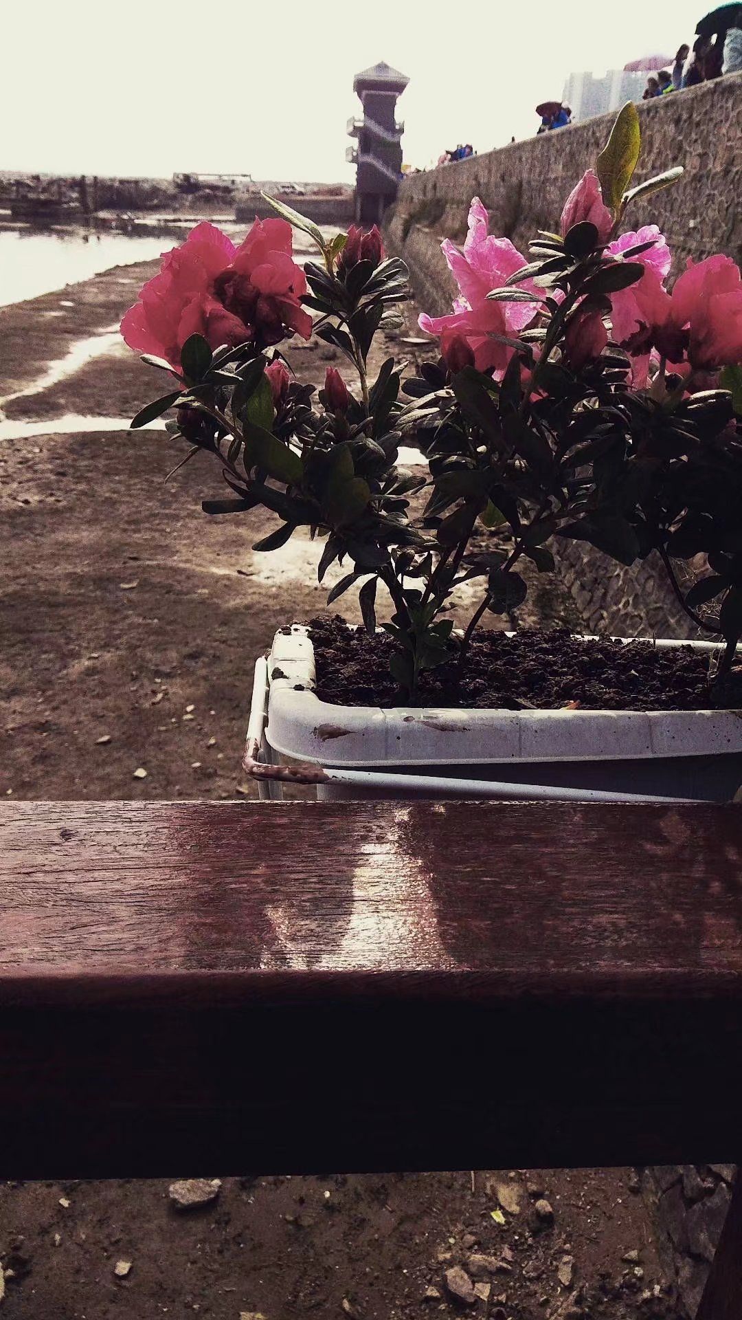 万亩红树林景区旅行图片 3