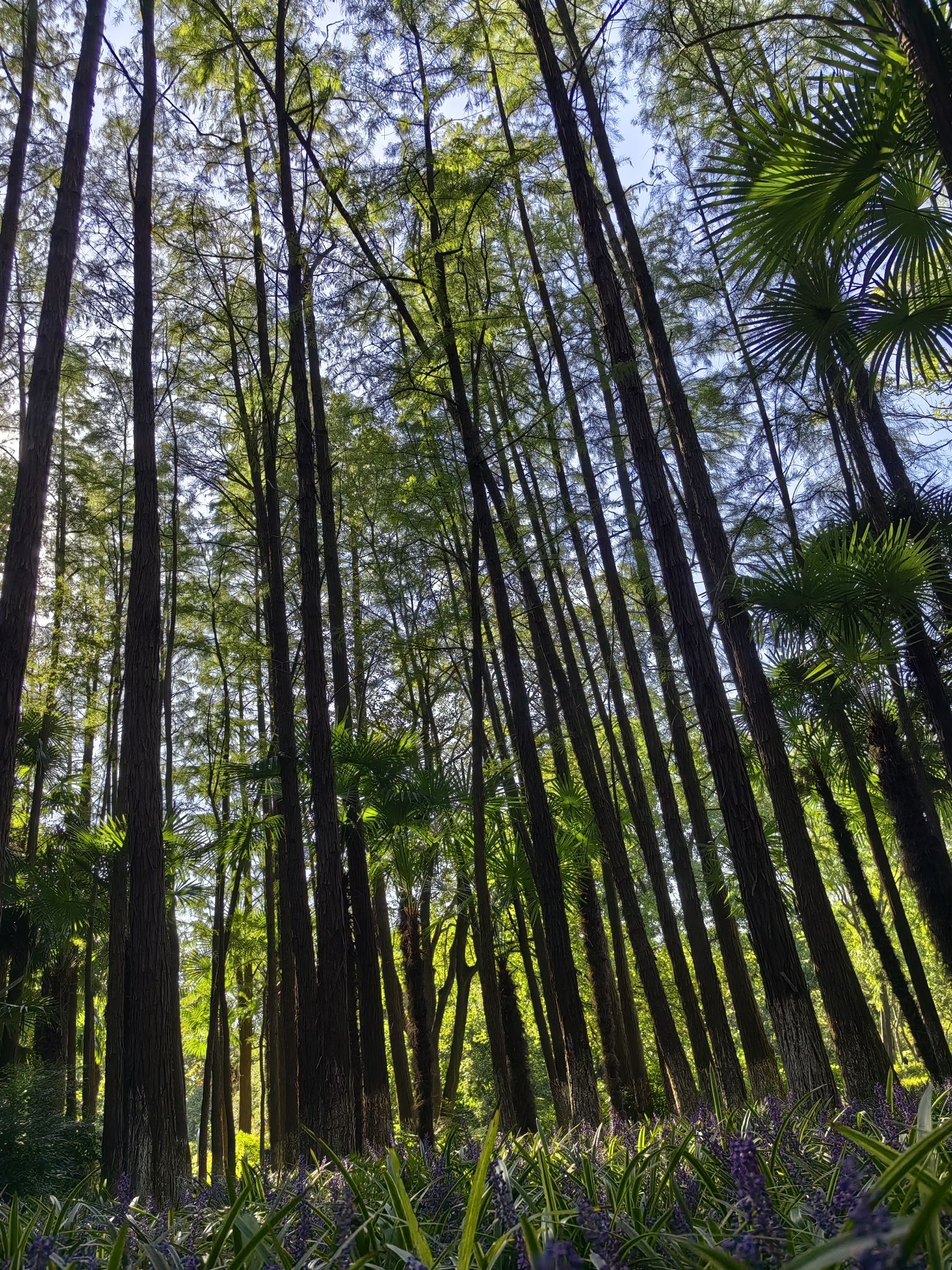 花雨广场旅行图片 3