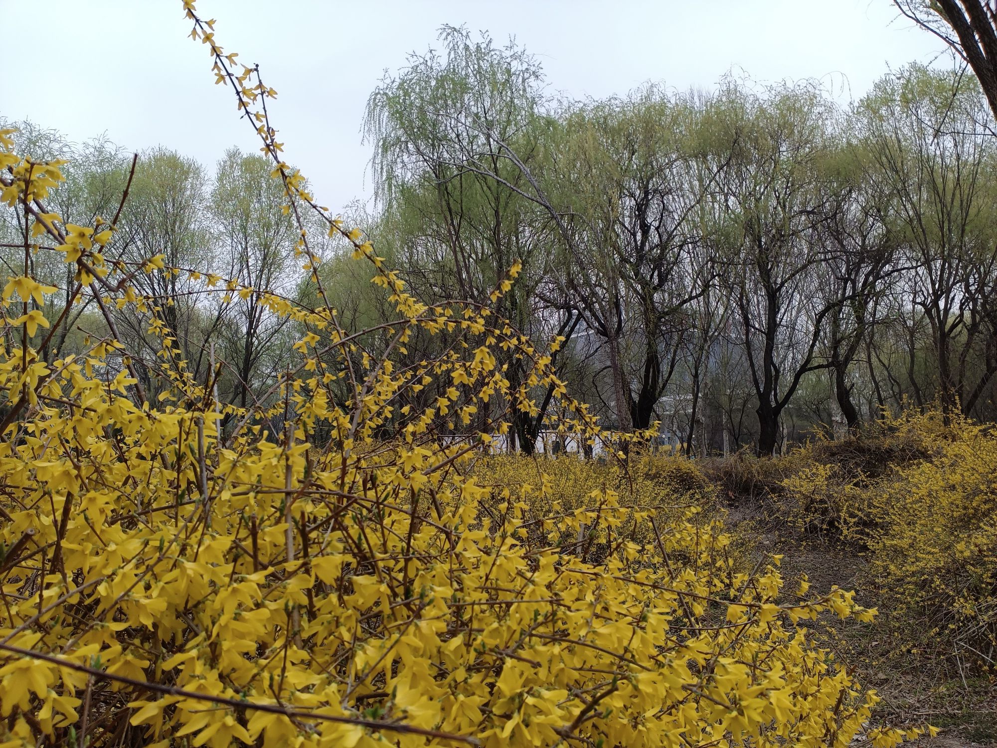 东阿植物园旅行图片 1