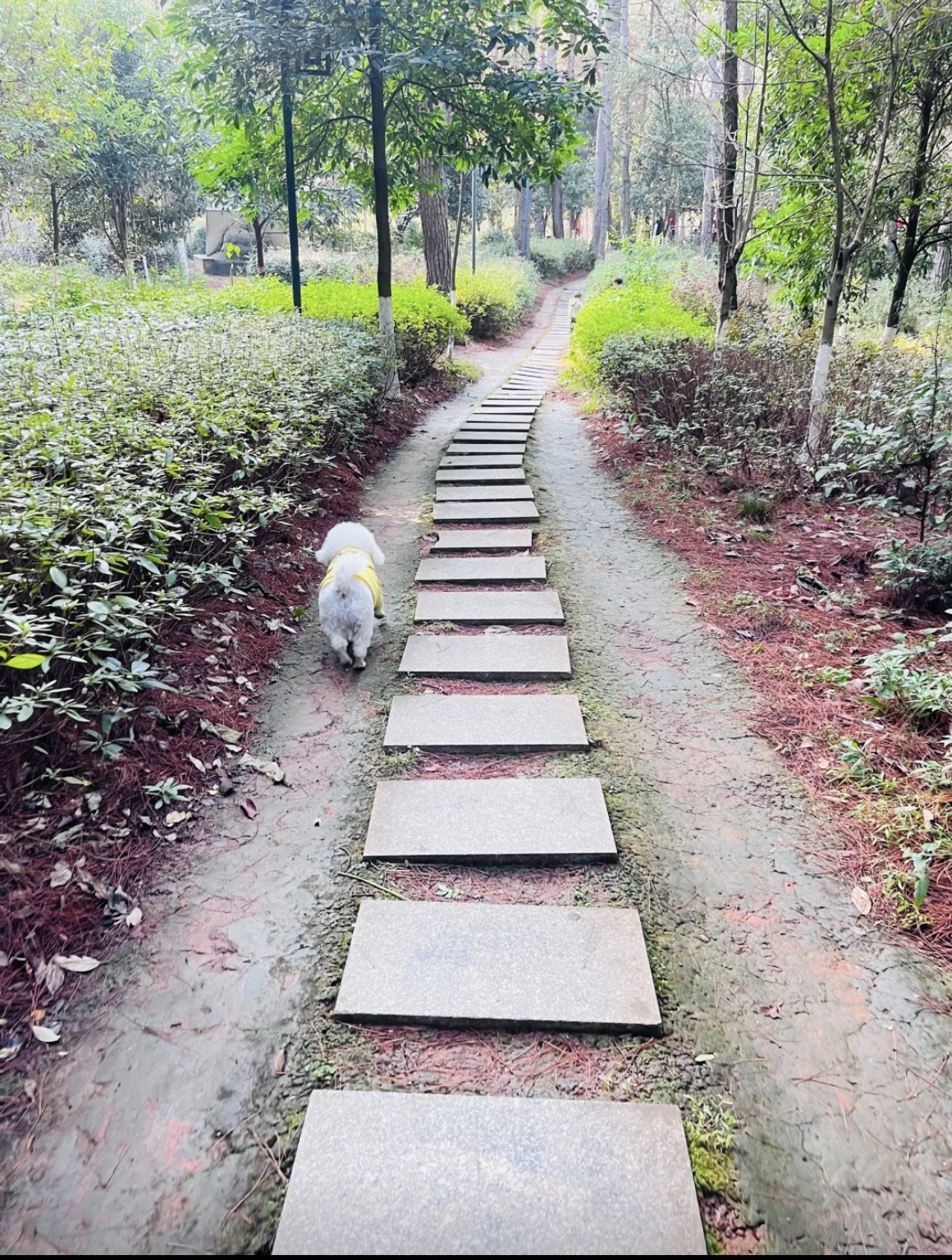宜章红色森林公园旅行图片 1