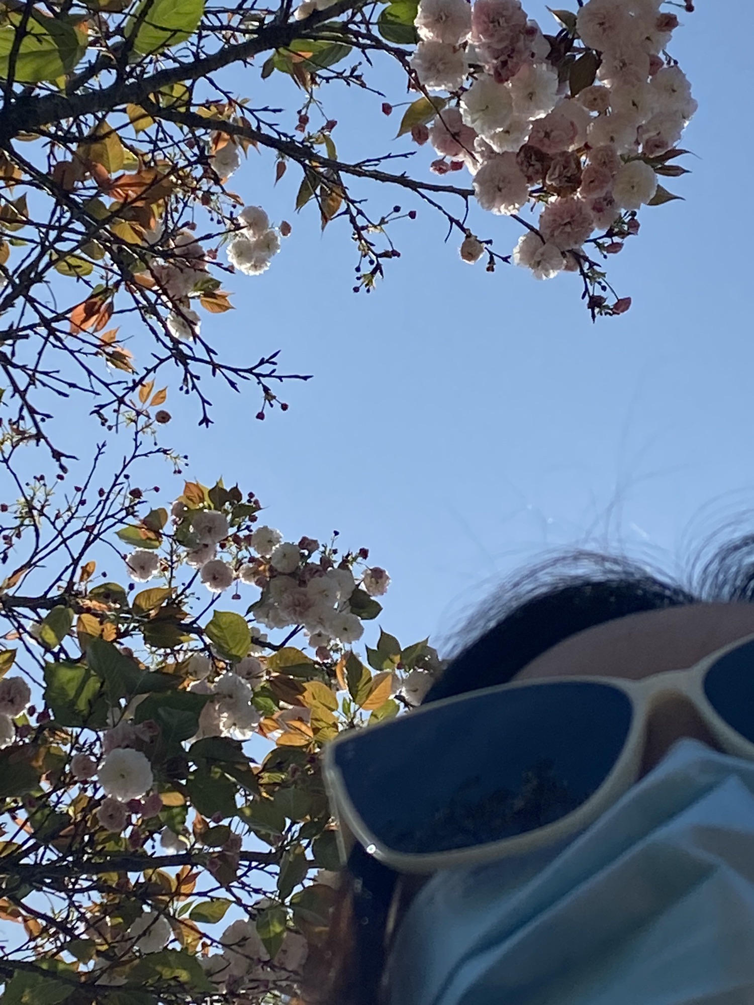 观静山植物公园旅行图片 3