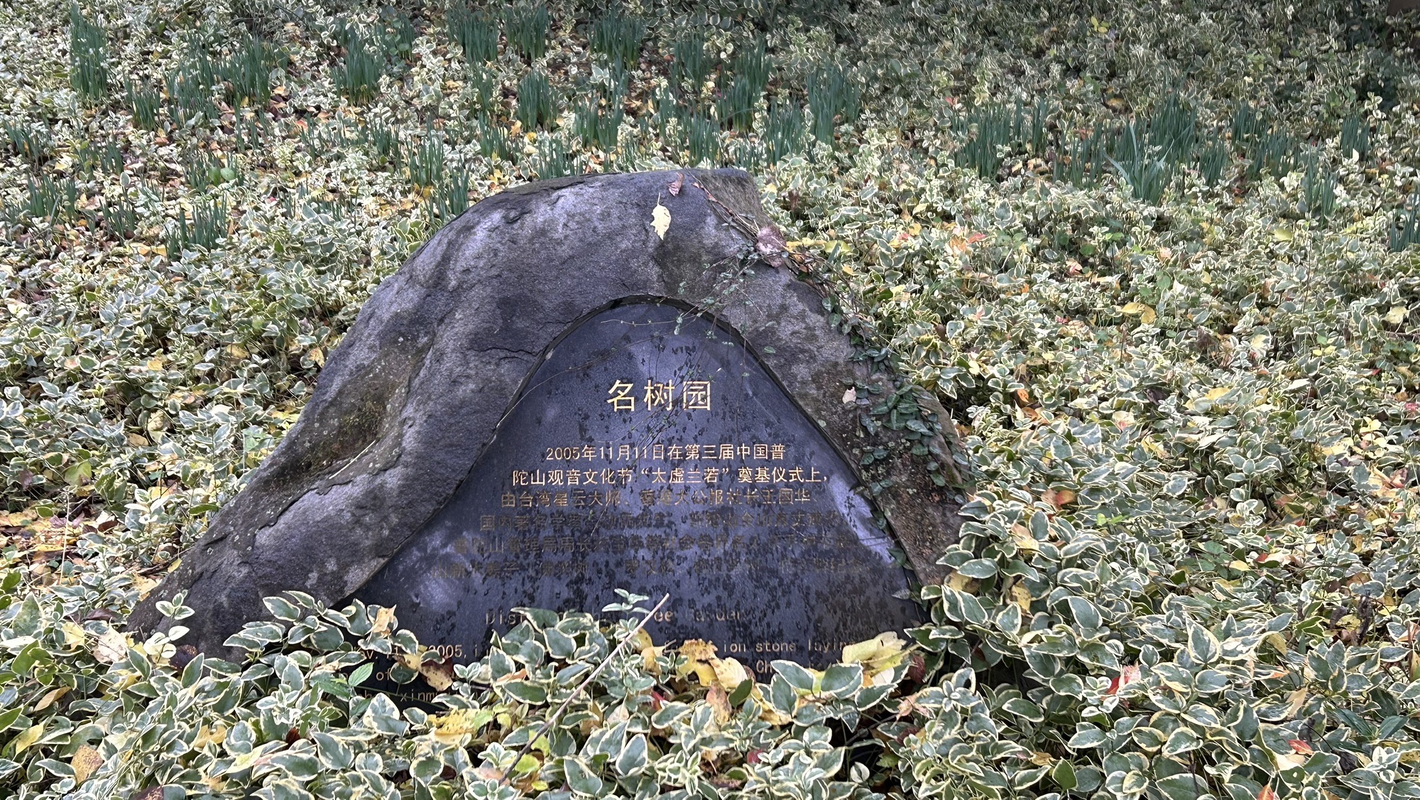 普陀山风景名胜区-名树园