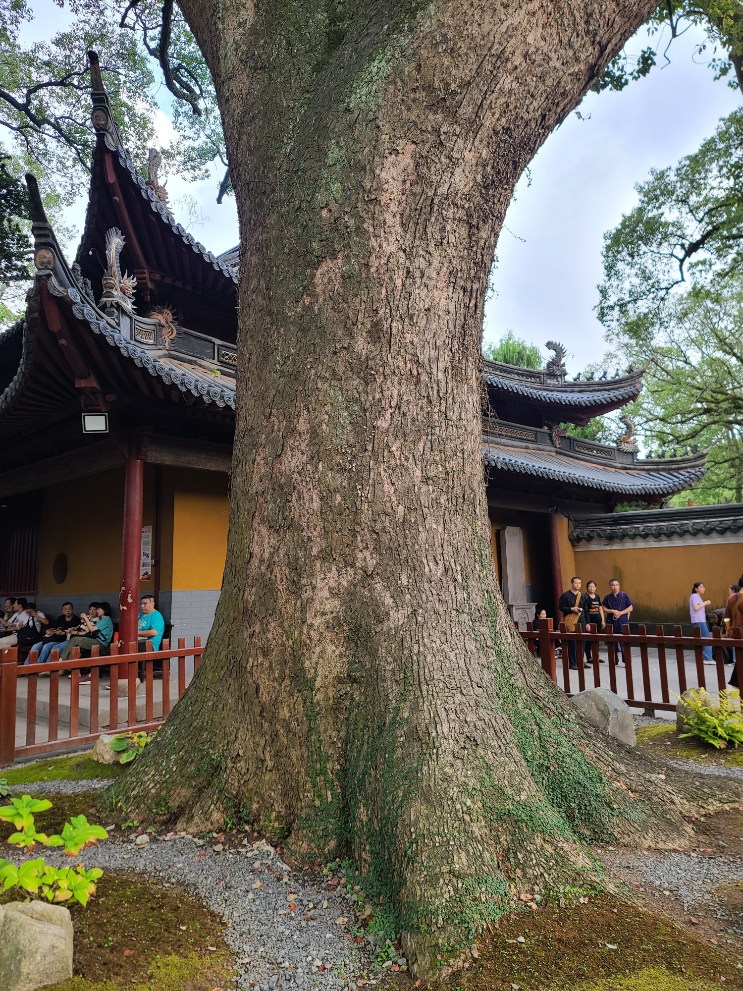 普陀山风景名胜区-千年香樟王