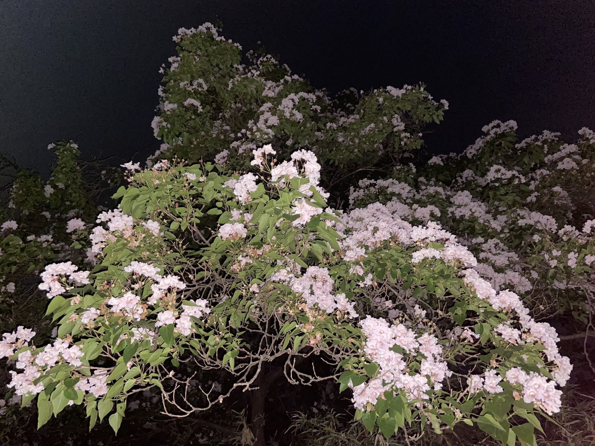沙颍河国家湿地公园旅行图片 2