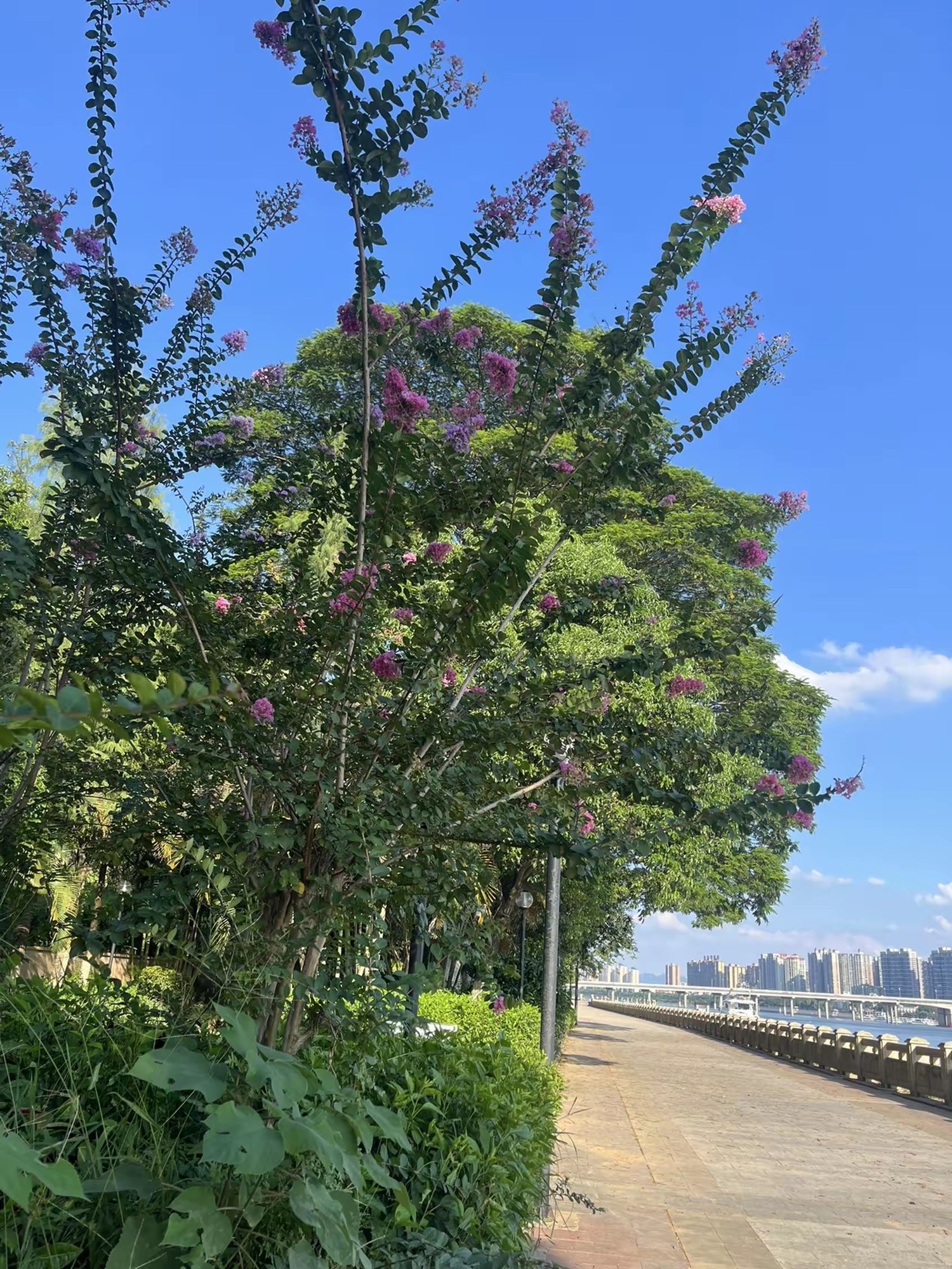 凯景社区体育公园旅行图片 2