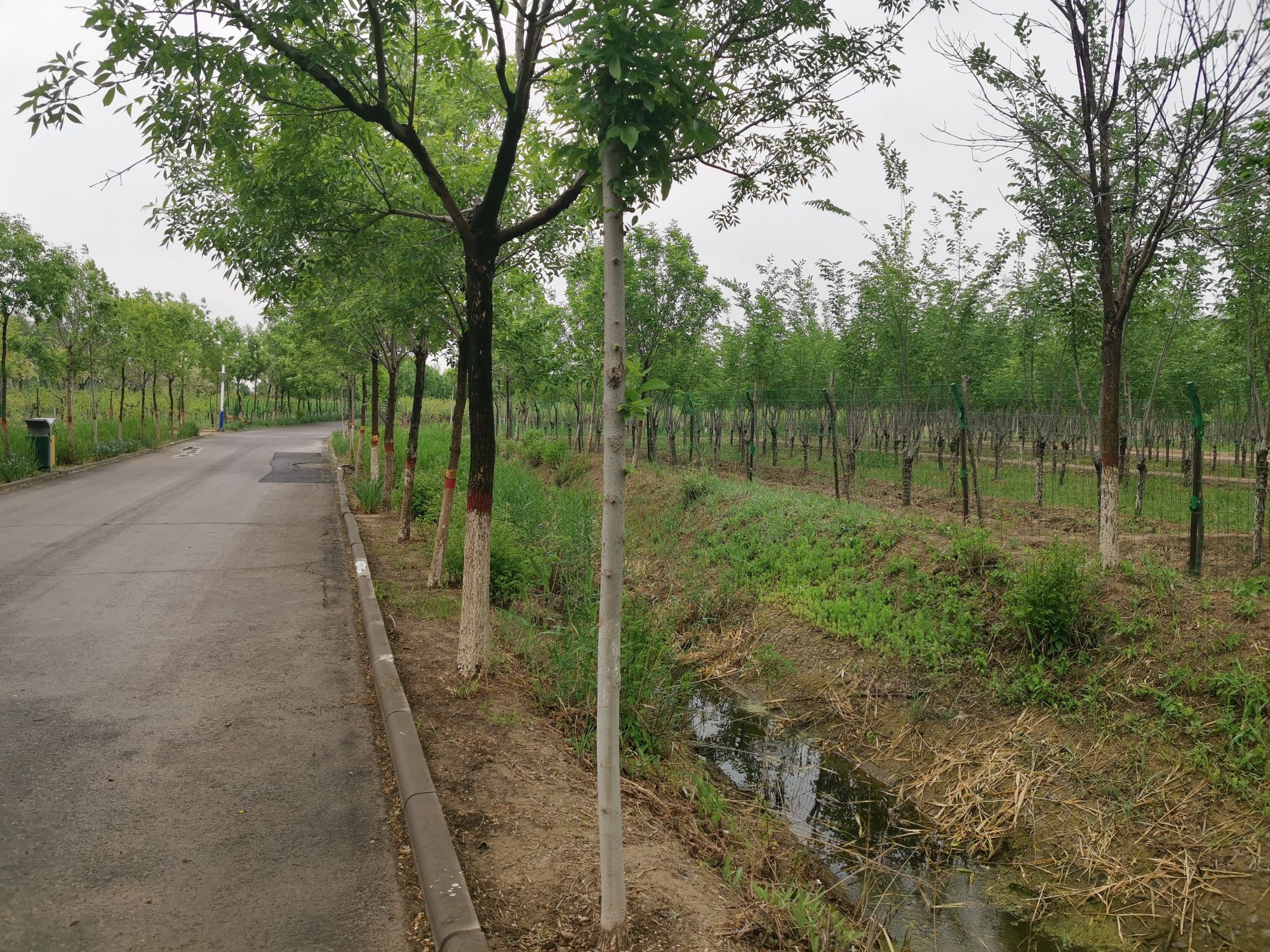 黄骅市森林公园旅行图片 2