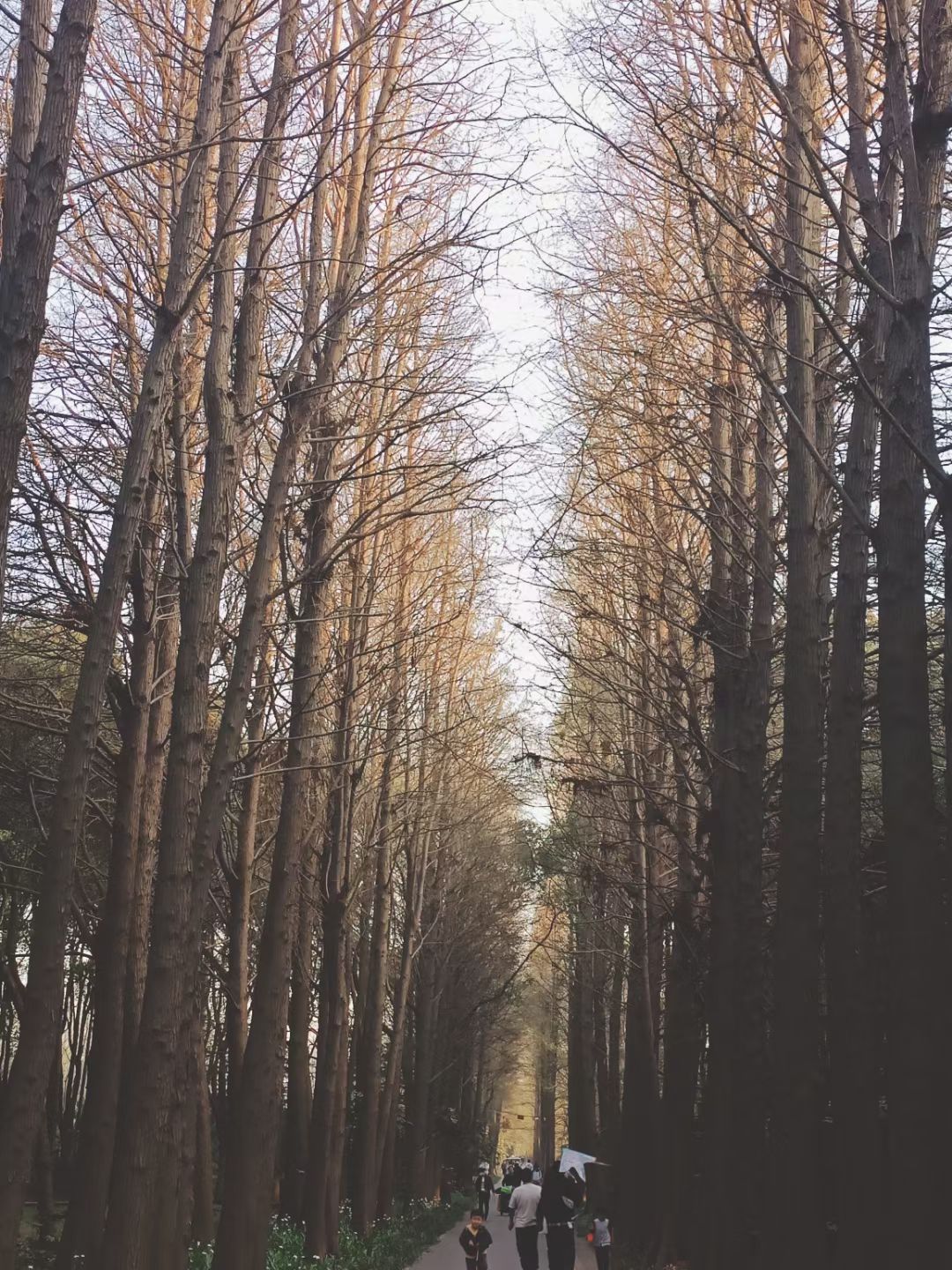 滨江森林公园-滨江岸线观景区