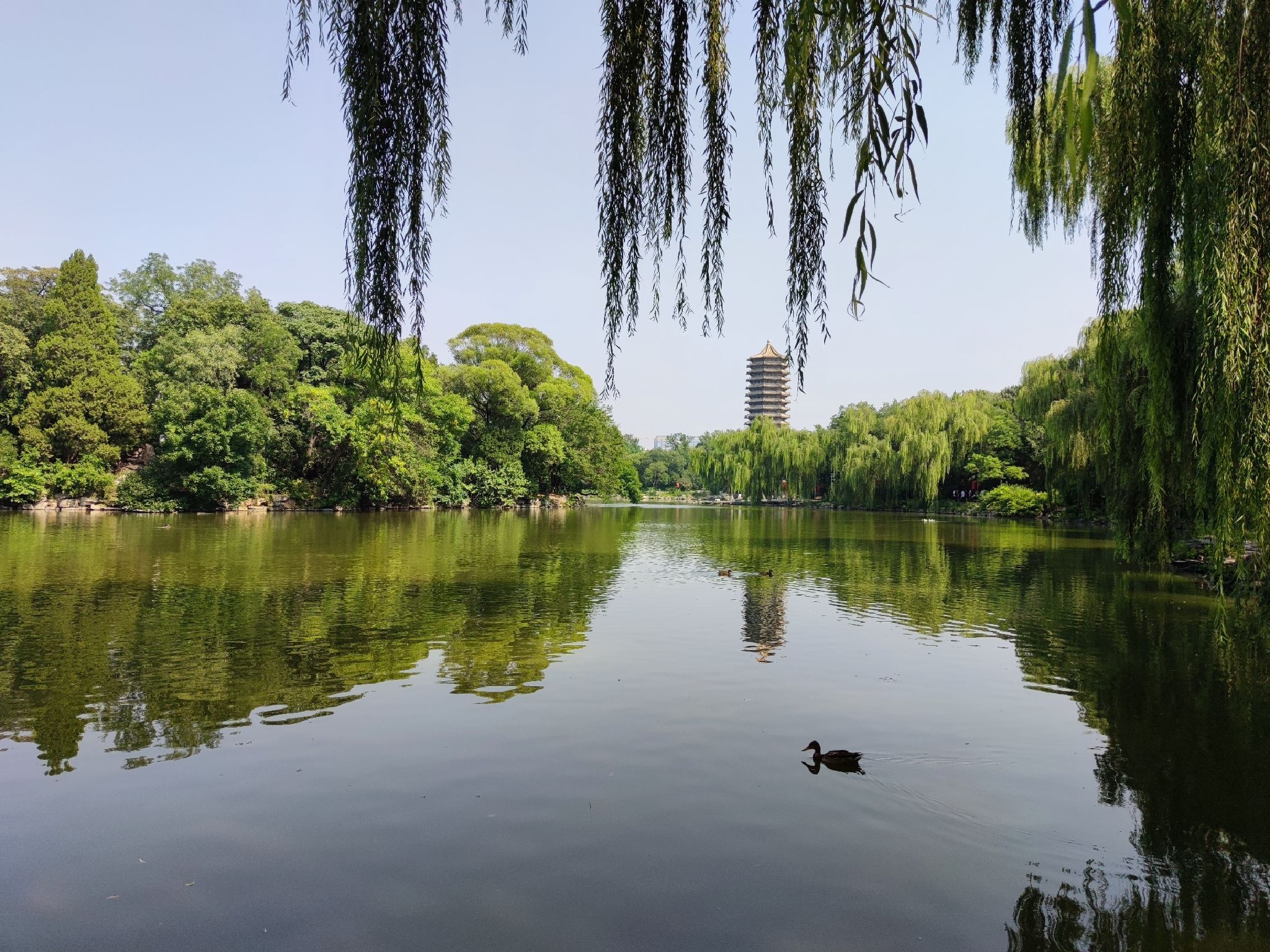 未名湖旅行图片 1