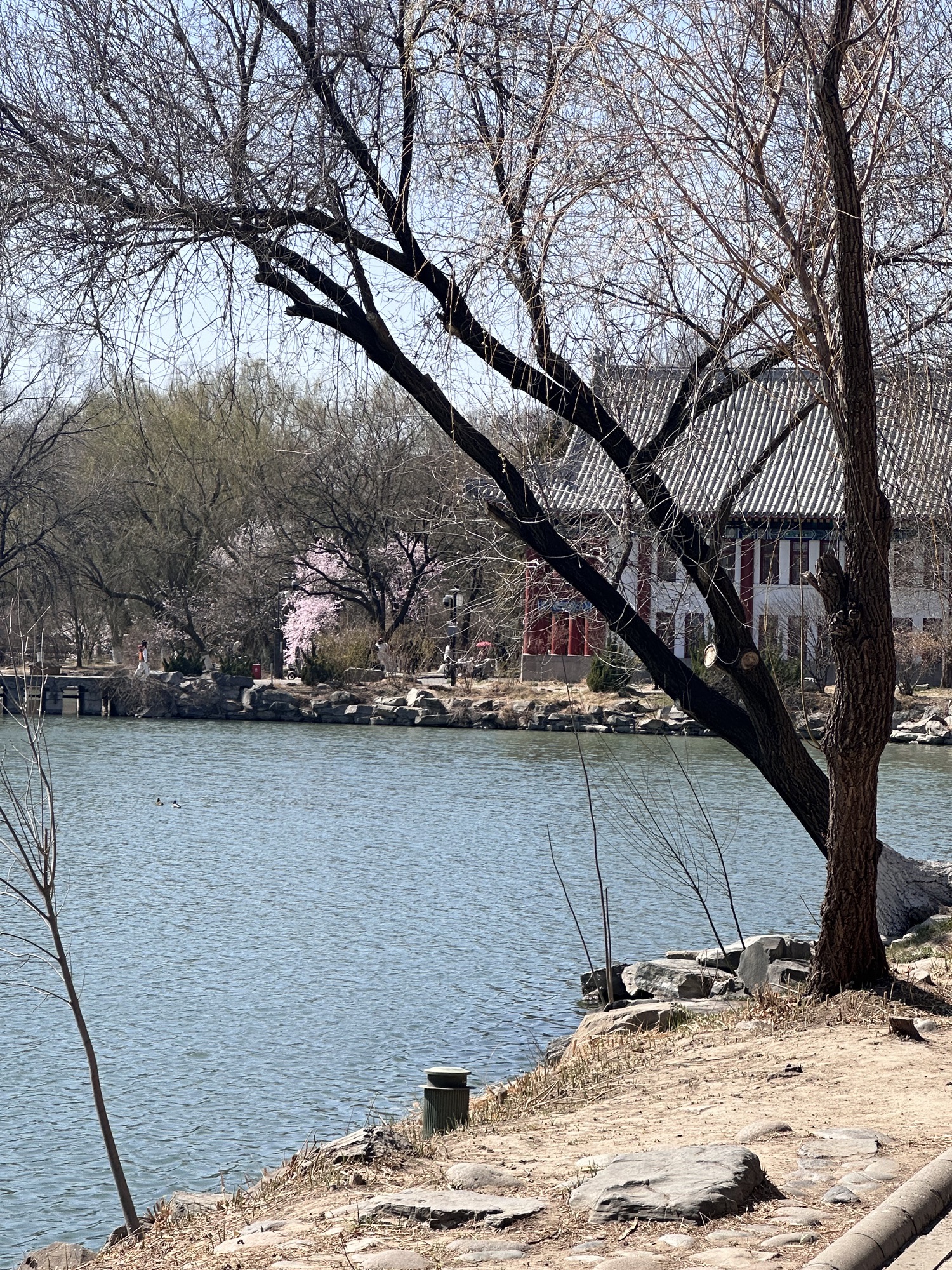 未名湖旅行图片 1