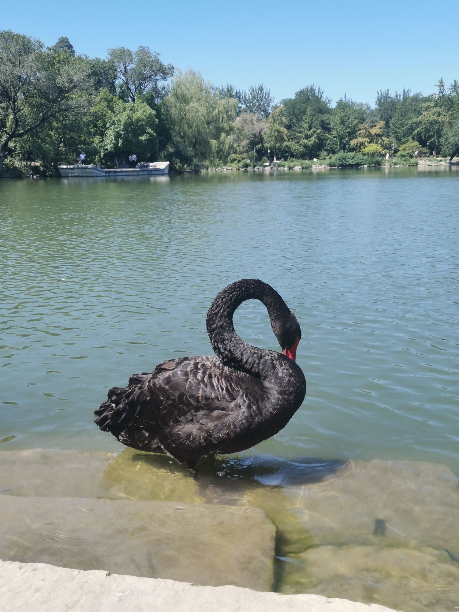 未名湖旅行图片 3