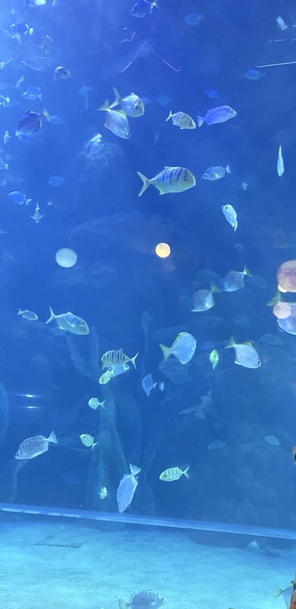 邯郸·海洋世界旅行图片 1