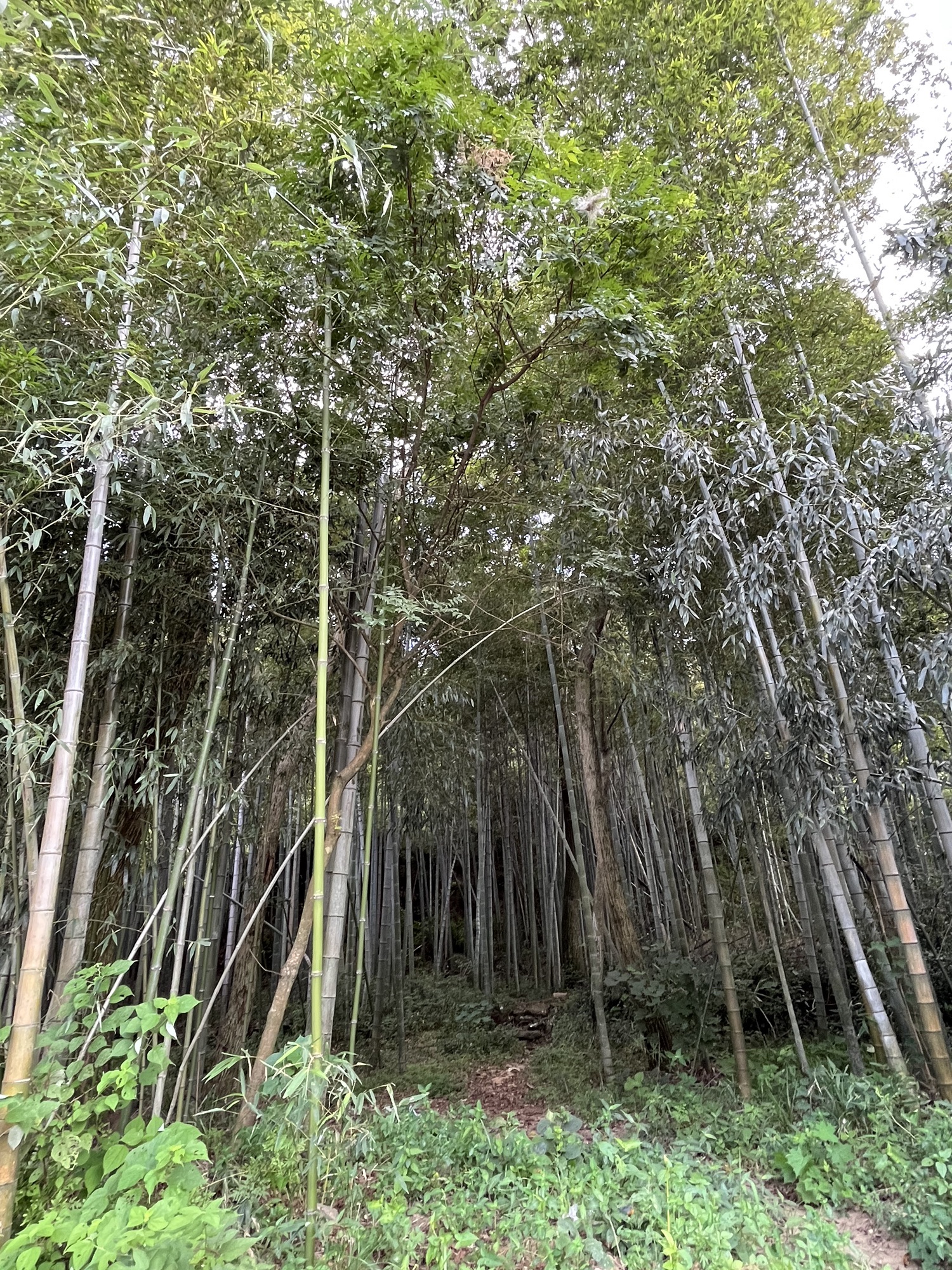 宰相坟旅行图片 3
