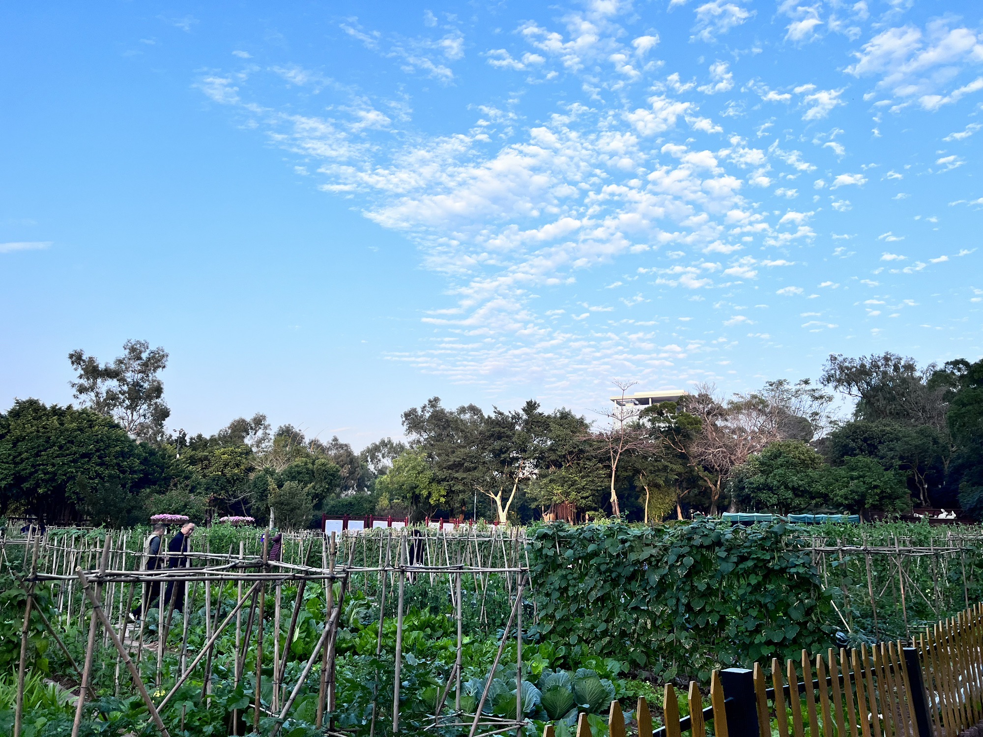 梅华城市花园旅行图片 1