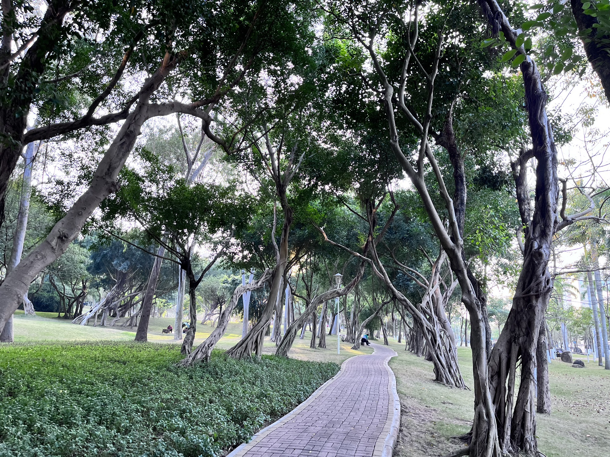 梅华城市花园旅行图片 3