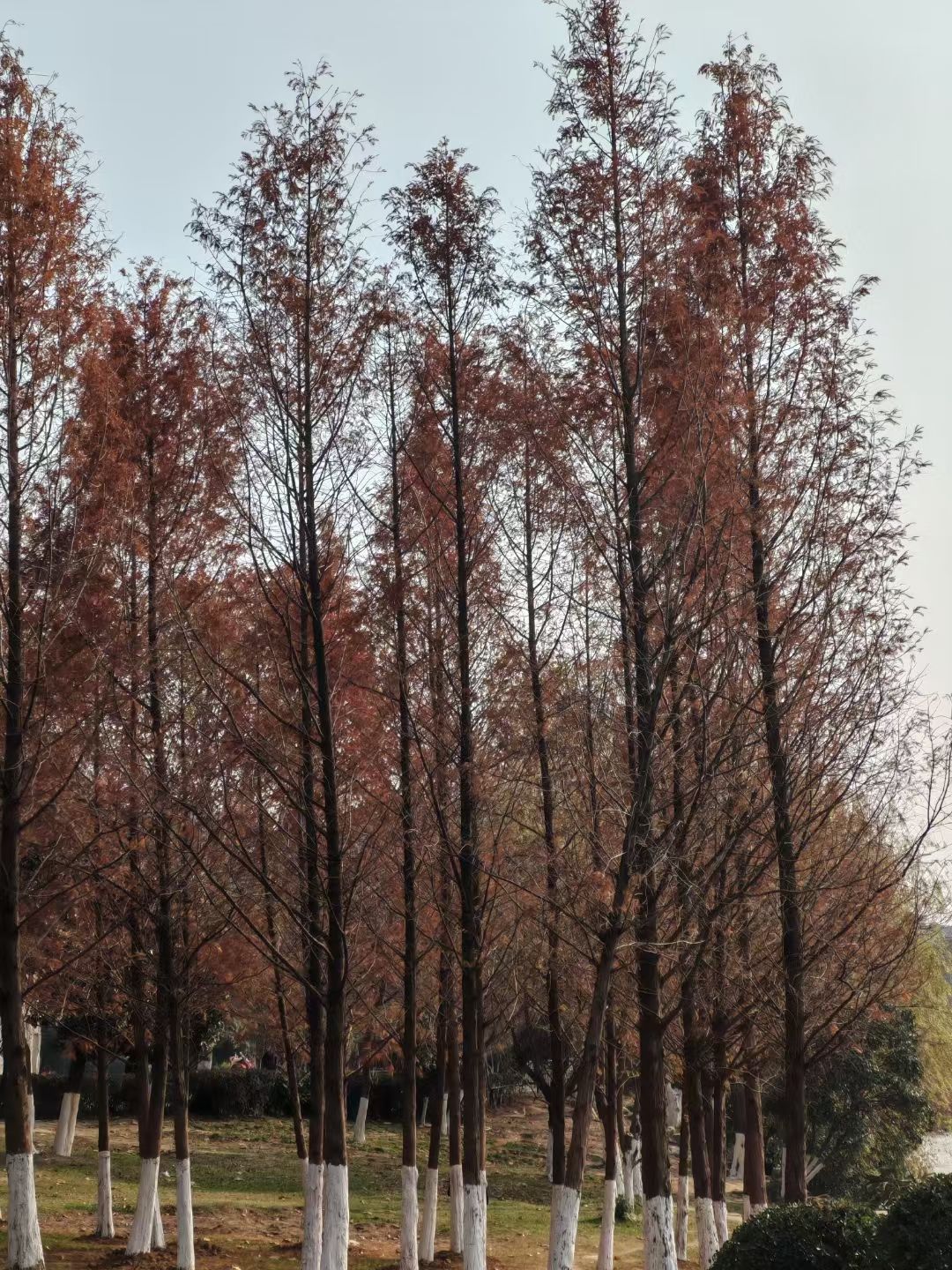梅冲湖公园旅行图片 1