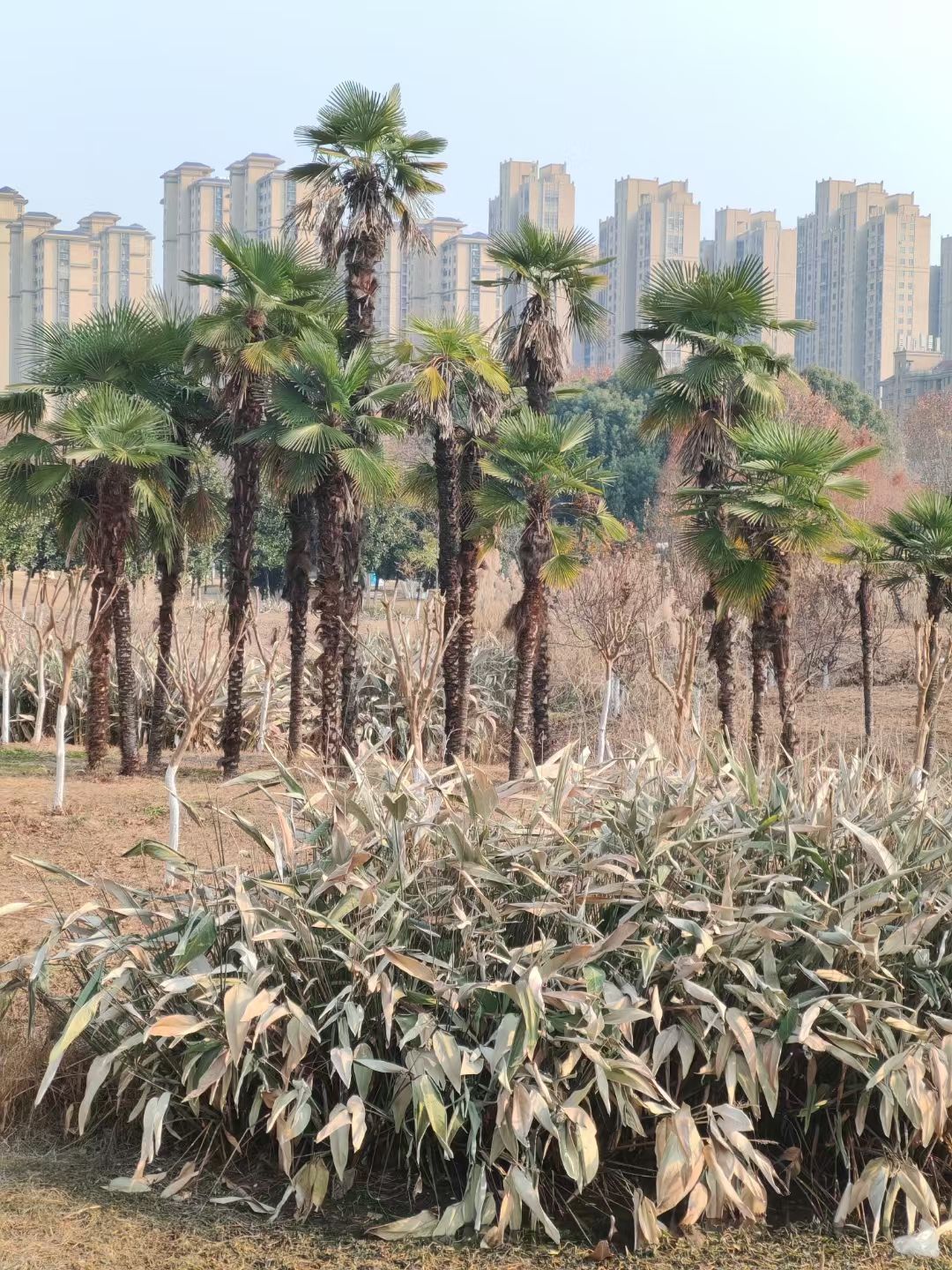 梅冲湖公园旅行图片 2