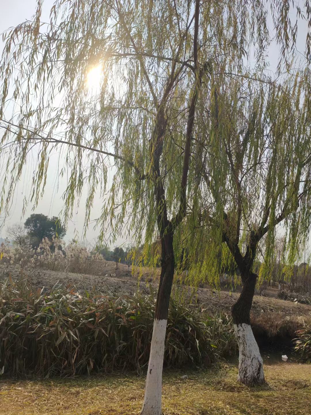 梅冲湖公园旅行图片 3