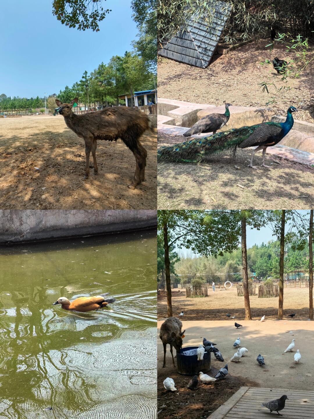 湘潭盘龙大观园旅行图片 3