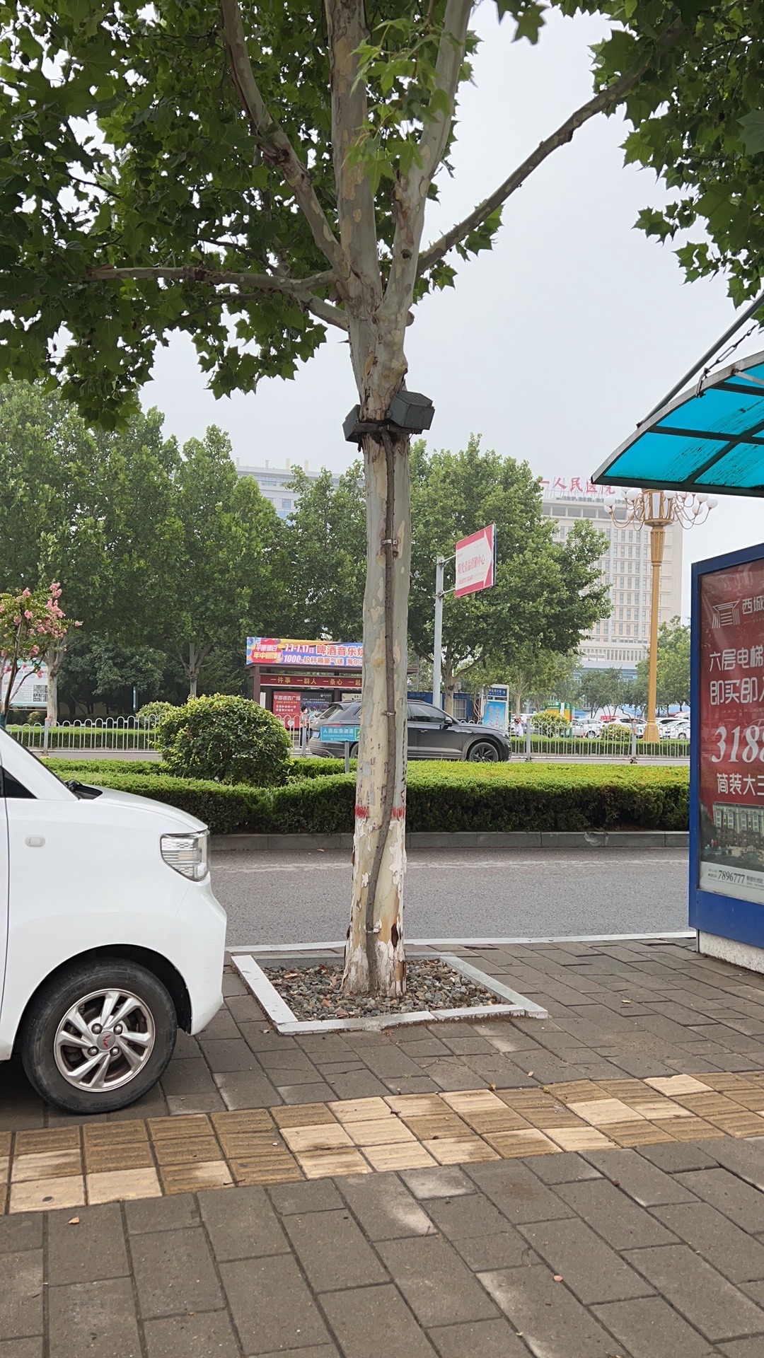 汉槐公园旅行图片 2