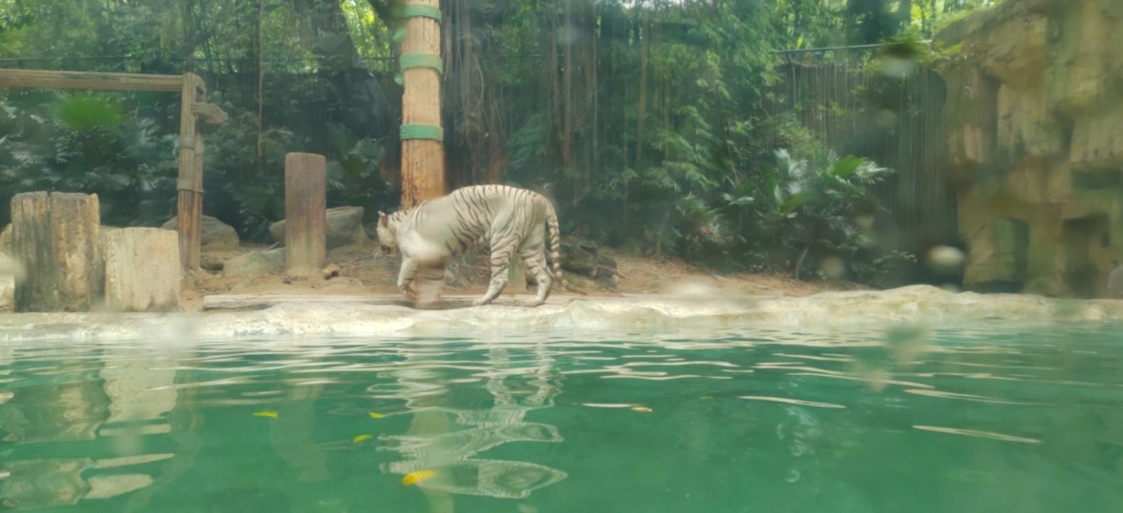 百虎山