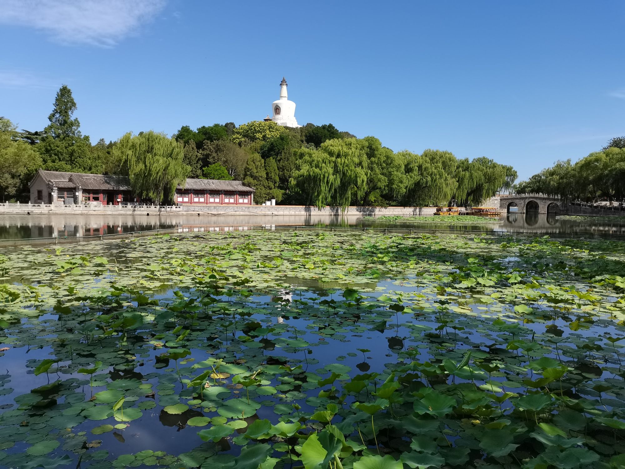 北海公园-赏荷区