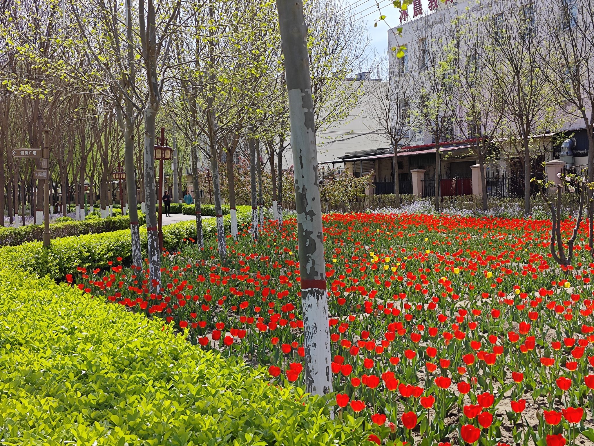 凤凰公园旅行图片 1