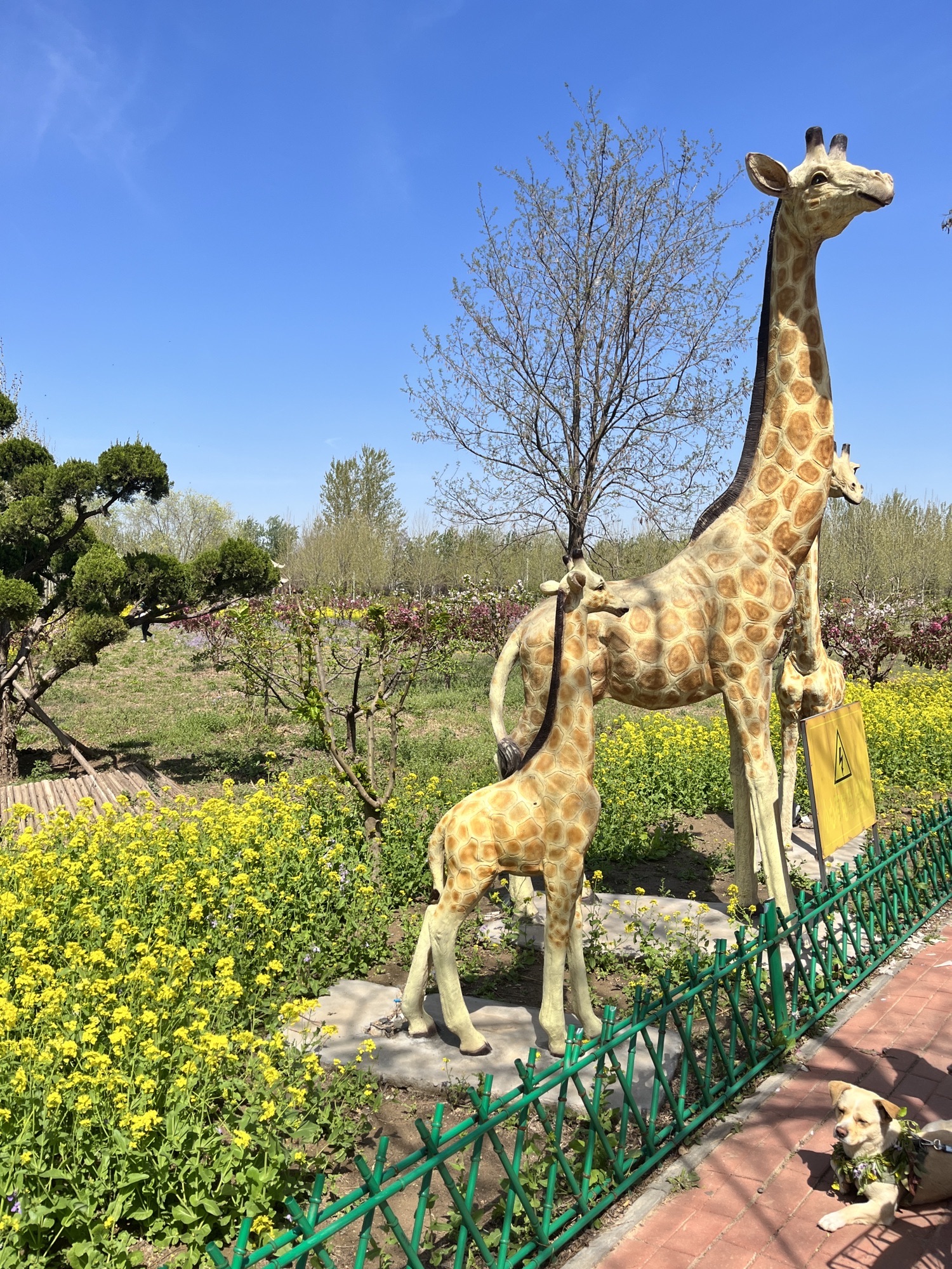 凤凰公园旅行图片 2