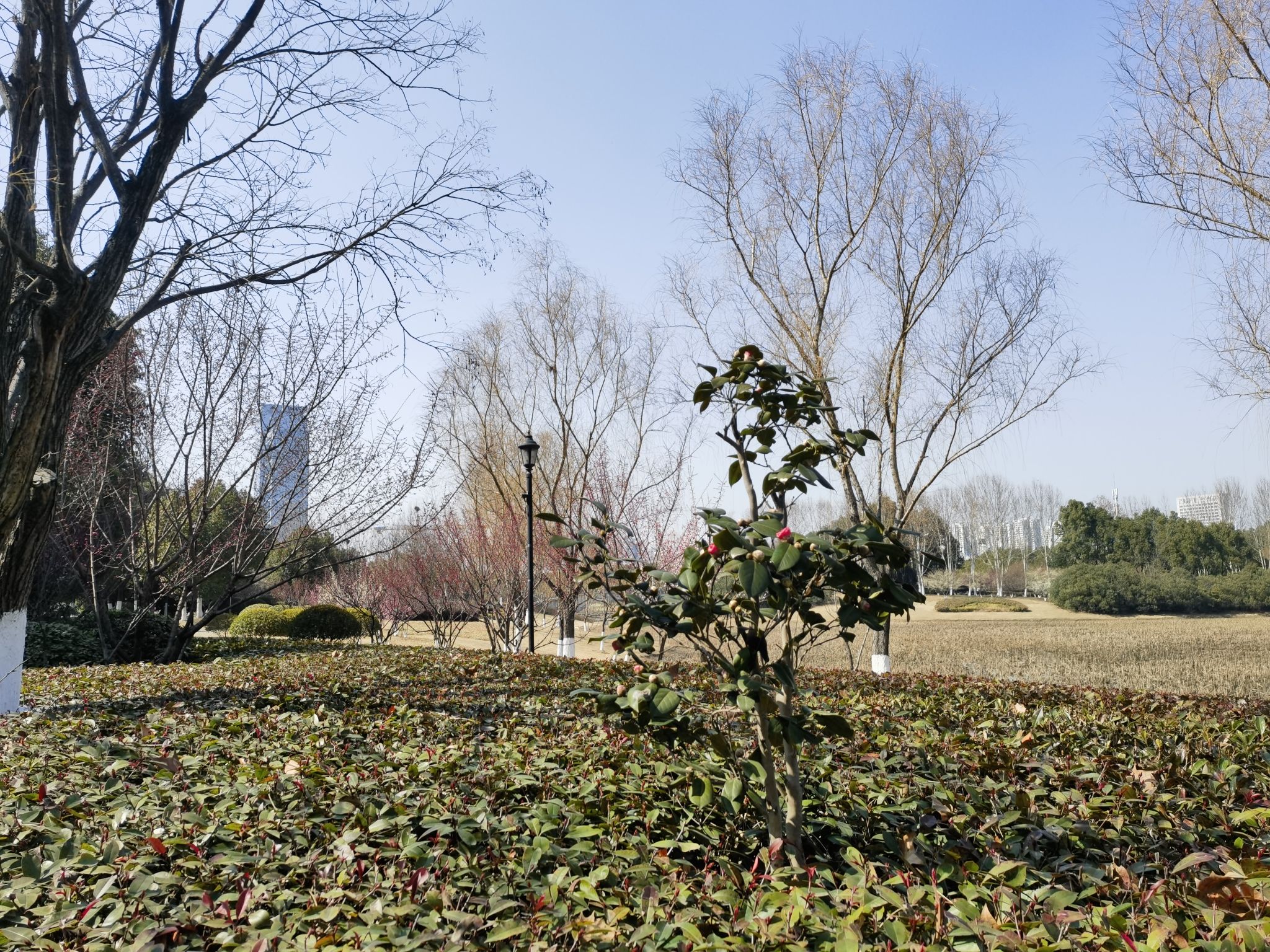 金斗公园旅行图片 3