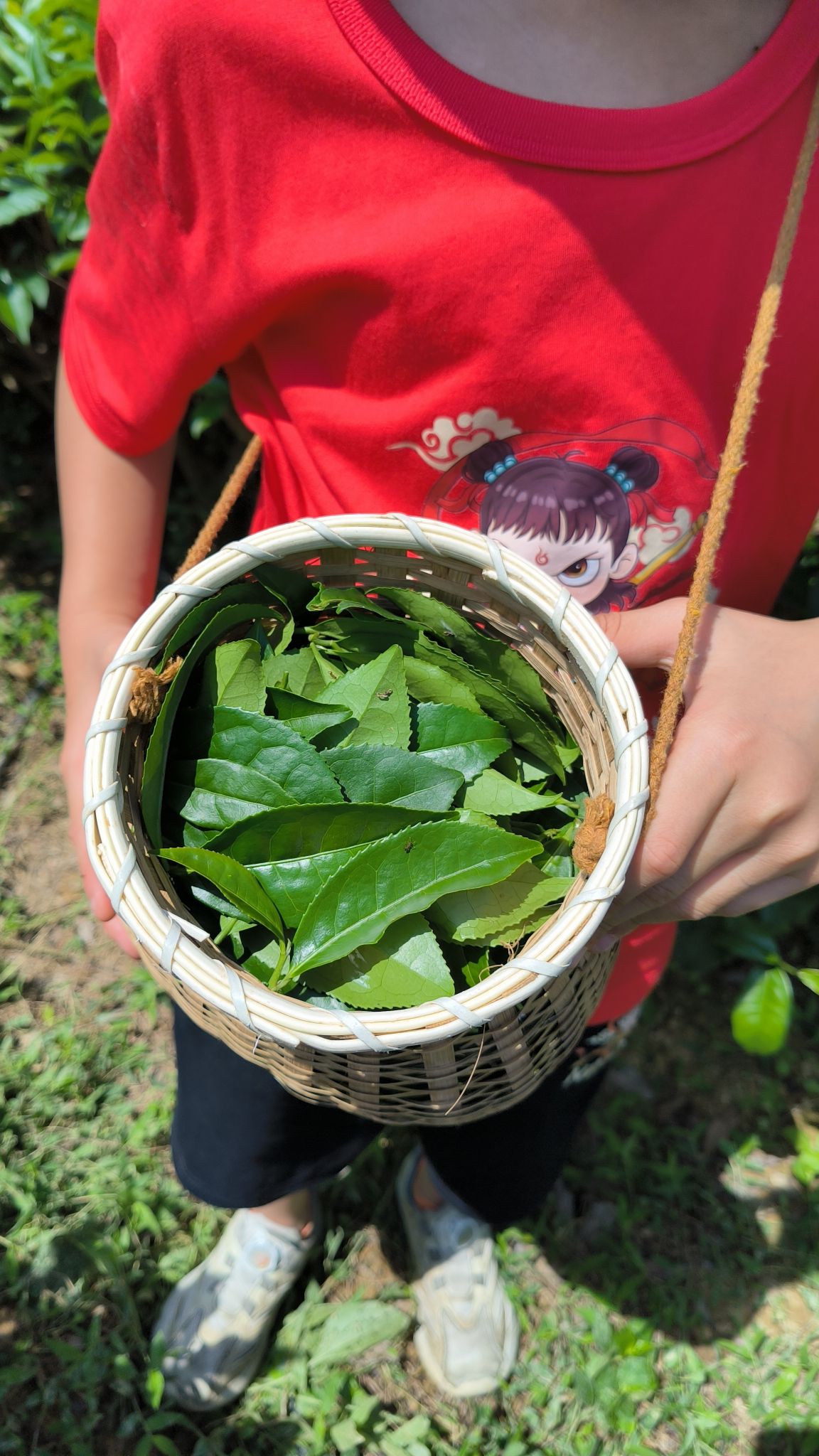 积庆里红茶谷旅行图片 3