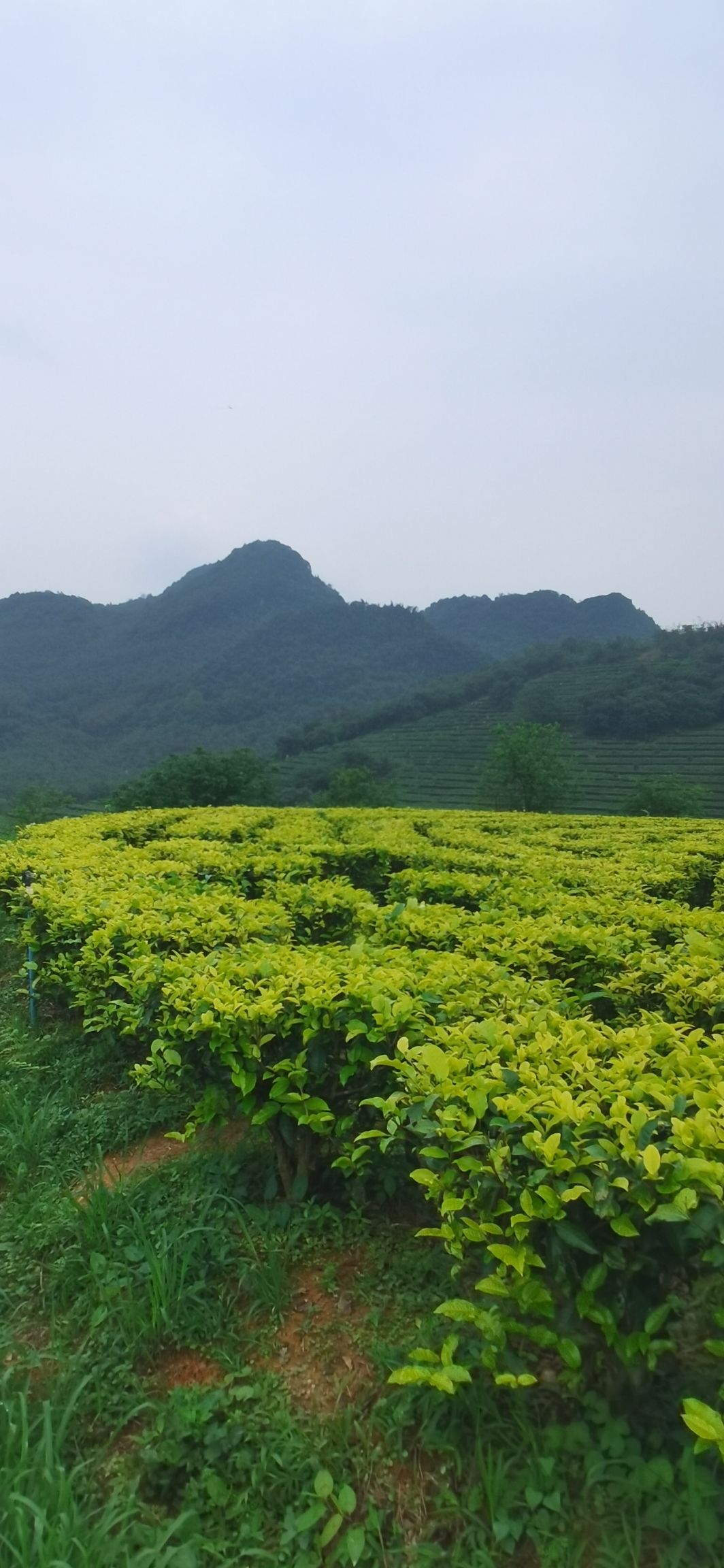 积庆里红茶谷旅行图片 2